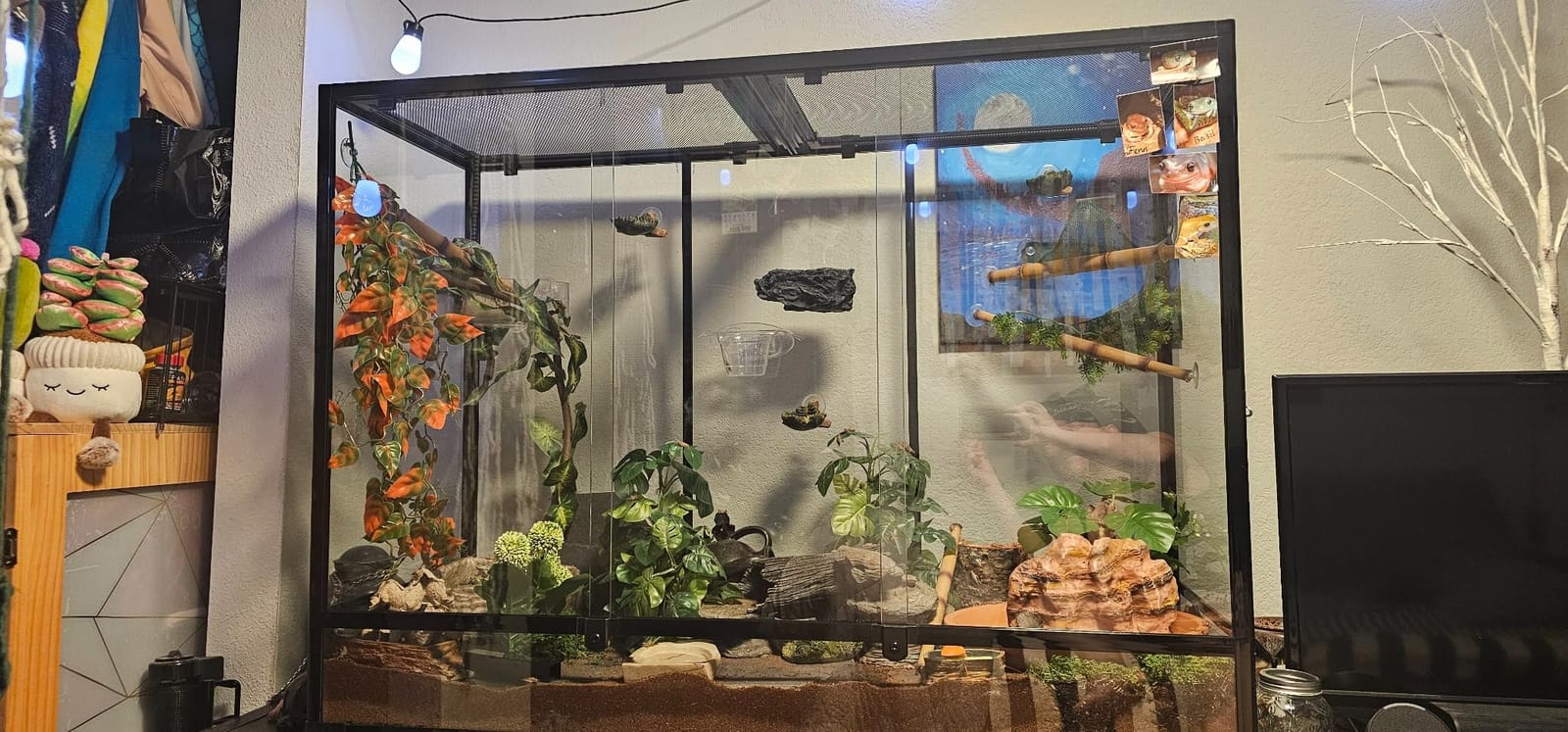 135 Gallon Reptile Terrarium, 48 x 18 x 36 inch Full Tempered Glass Vertical Reptile Tank, Front Sliding Door with Top Screen Ventilation Reptile Amphibian Tall & Extra-Long Habitat Enclosure Cage customer photo 2