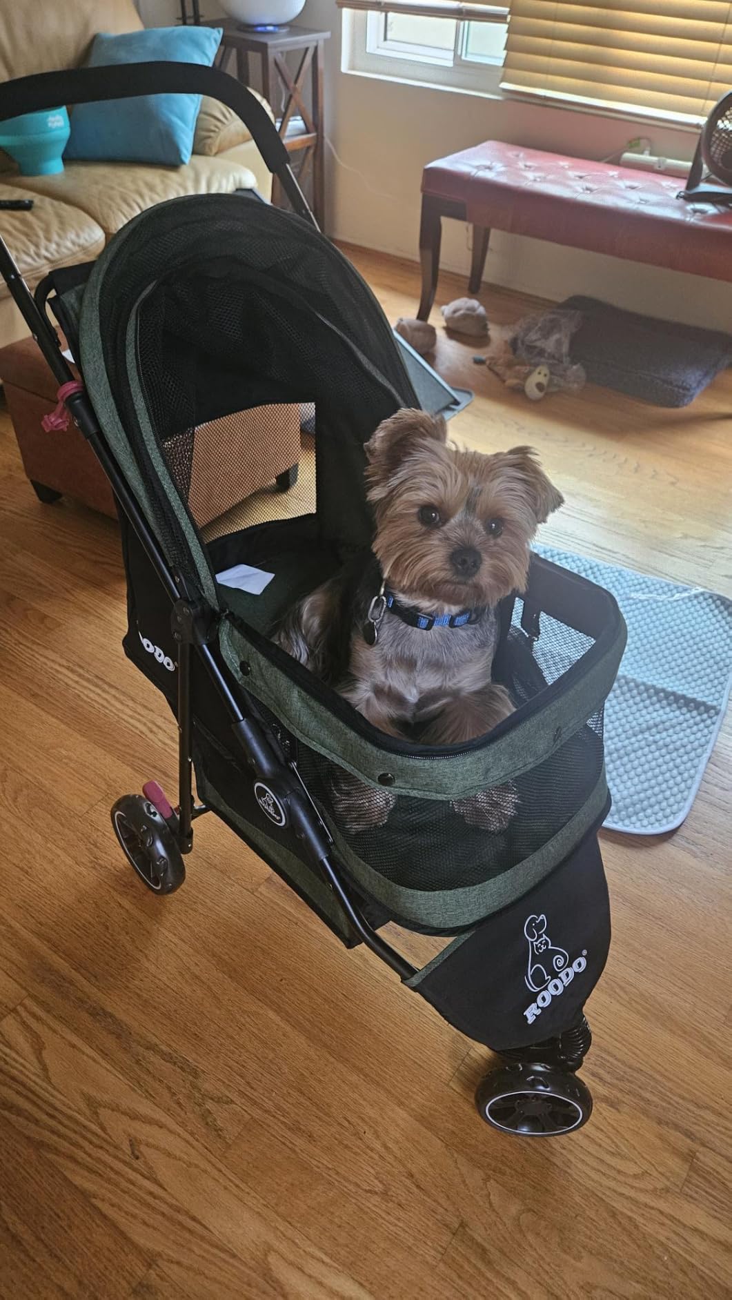 ROODO 3 Wheel Pet Stroller Best Lightweight Foldable Compact Portable Jogger All Terrain Travel Pet Gear Puppy Kitty Stroller for up to 30lbs Medium Small Dogs and Cats(Green) customer photo 1