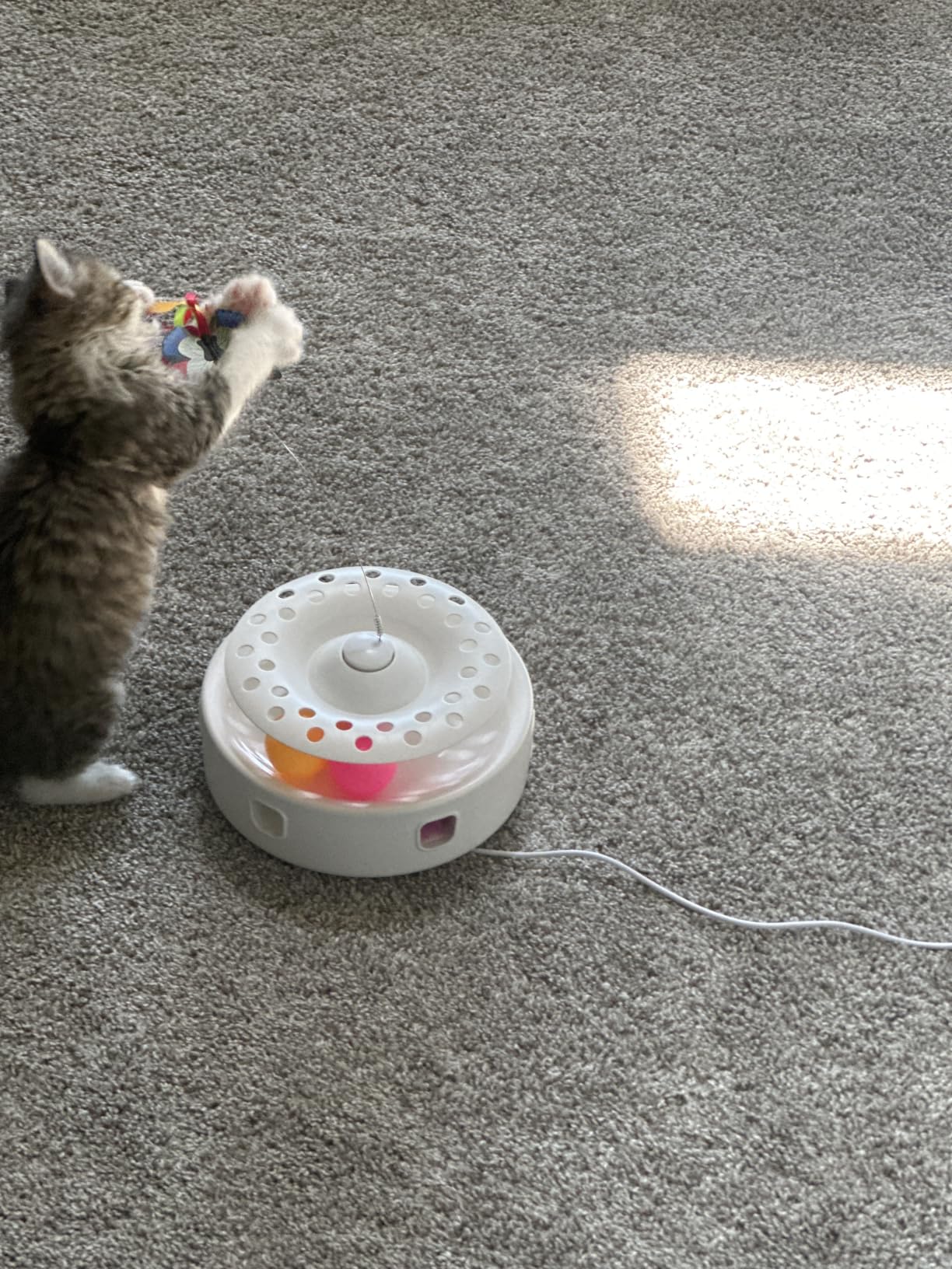 Potaroma Cat Toys 3in1 Automatic Interactive Kitten Toy, Fluttering Butterfly, Moving Feather, Track Balls, Dual Power Supplies, USB Powered, Indoor Exercise Kicker (Bright White) customer photo 1