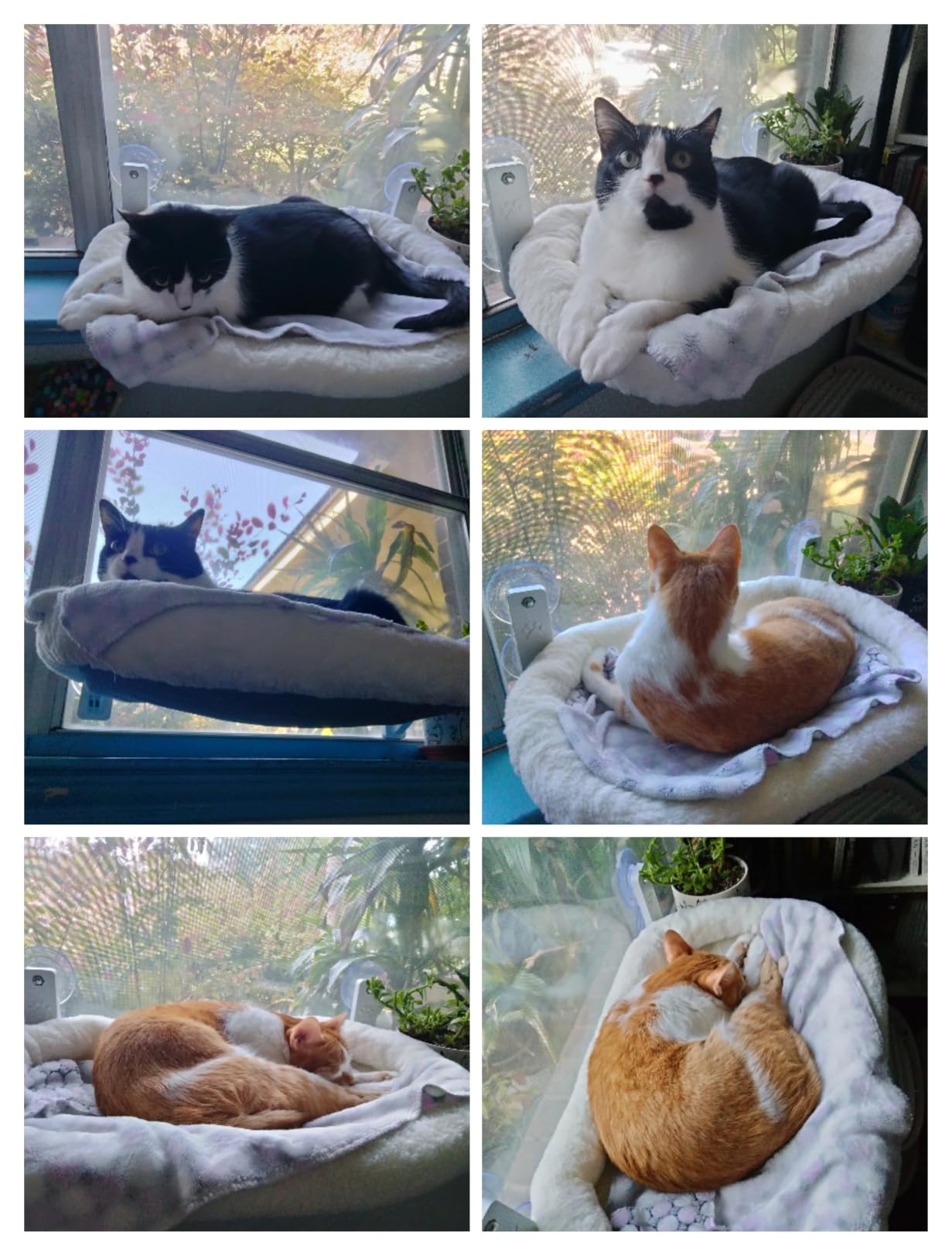 AMOSIJOY Cordless Cat Window Perch with Cushion Bed Metal Frame, L White | Soft Plush Reversible Cover, Machine Washable, Sturdy Cat Hammock Bed with 4 Strong Suction for Large Cats customer photo 1
