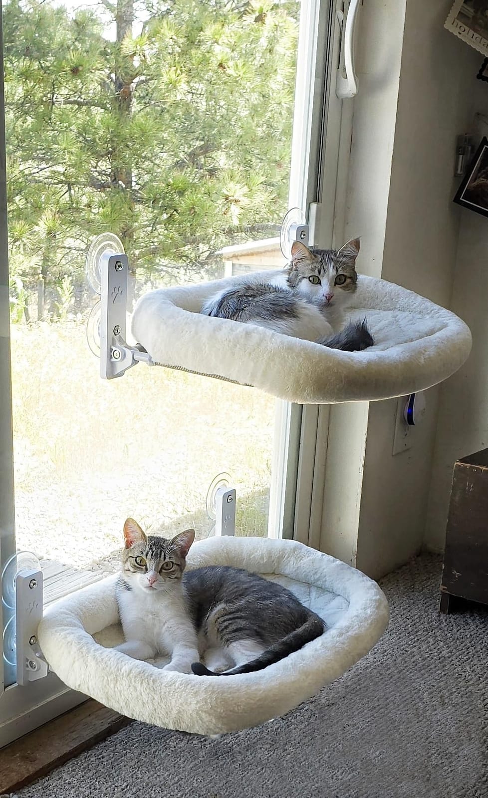 AMOSIJOY Cordless Cat Window Perch with Cushion Bed Metal Frame, L White | Soft Plush Reversible Cover, Machine Washable, Sturdy Cat Hammock Bed with 4 Strong Suction for Large Cats customer photo 2