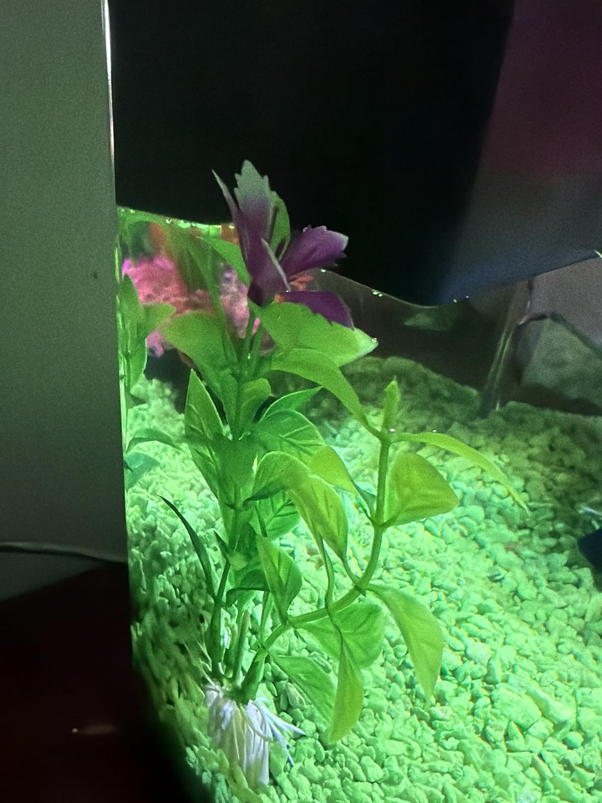 Ameliade Aquarium Artificial Plants & Rock Cave Betta Fish Tank Decor Set | Betta Goldfish Aquarium Accessories, Soft Plastic Plants & Rock Cave Decorations, Small and Large Fish Bowl Ornaments customer photo 1