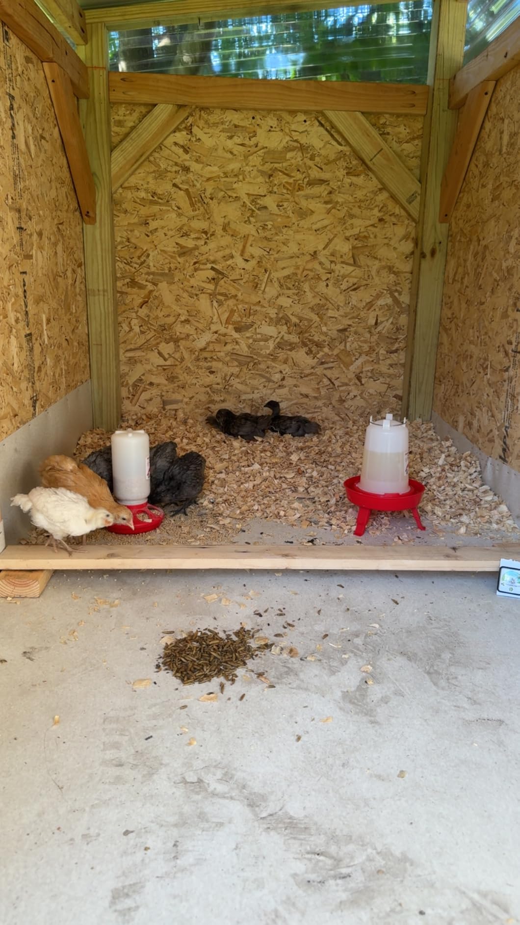 2-in-1 Chick Starter Set: 0.3 Gal Feeder & 0.4 Gal Waterer Green customer photo 1