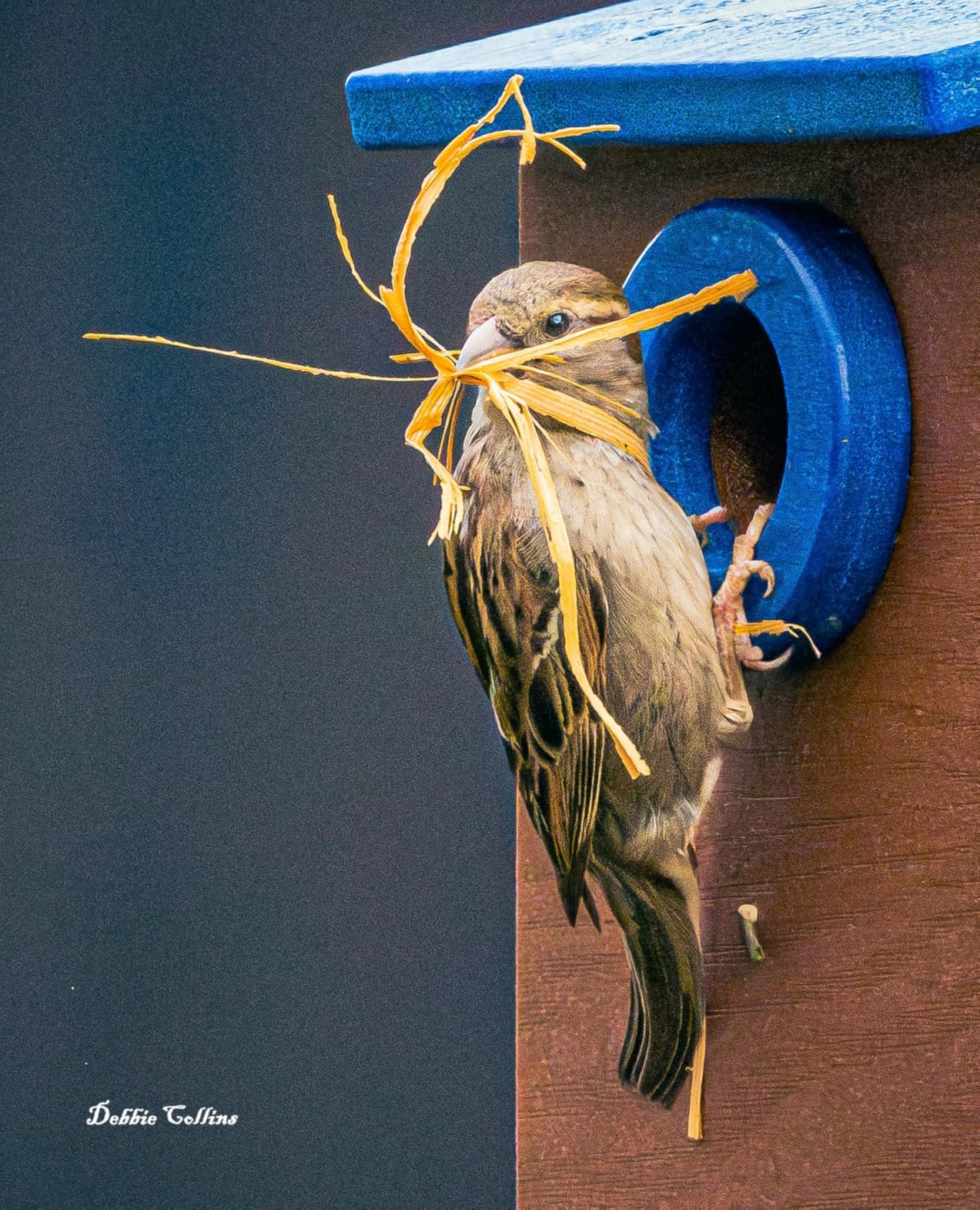 Kingyard Bluebird House, Outdoor Bird House with Predator Guard customer photo 1