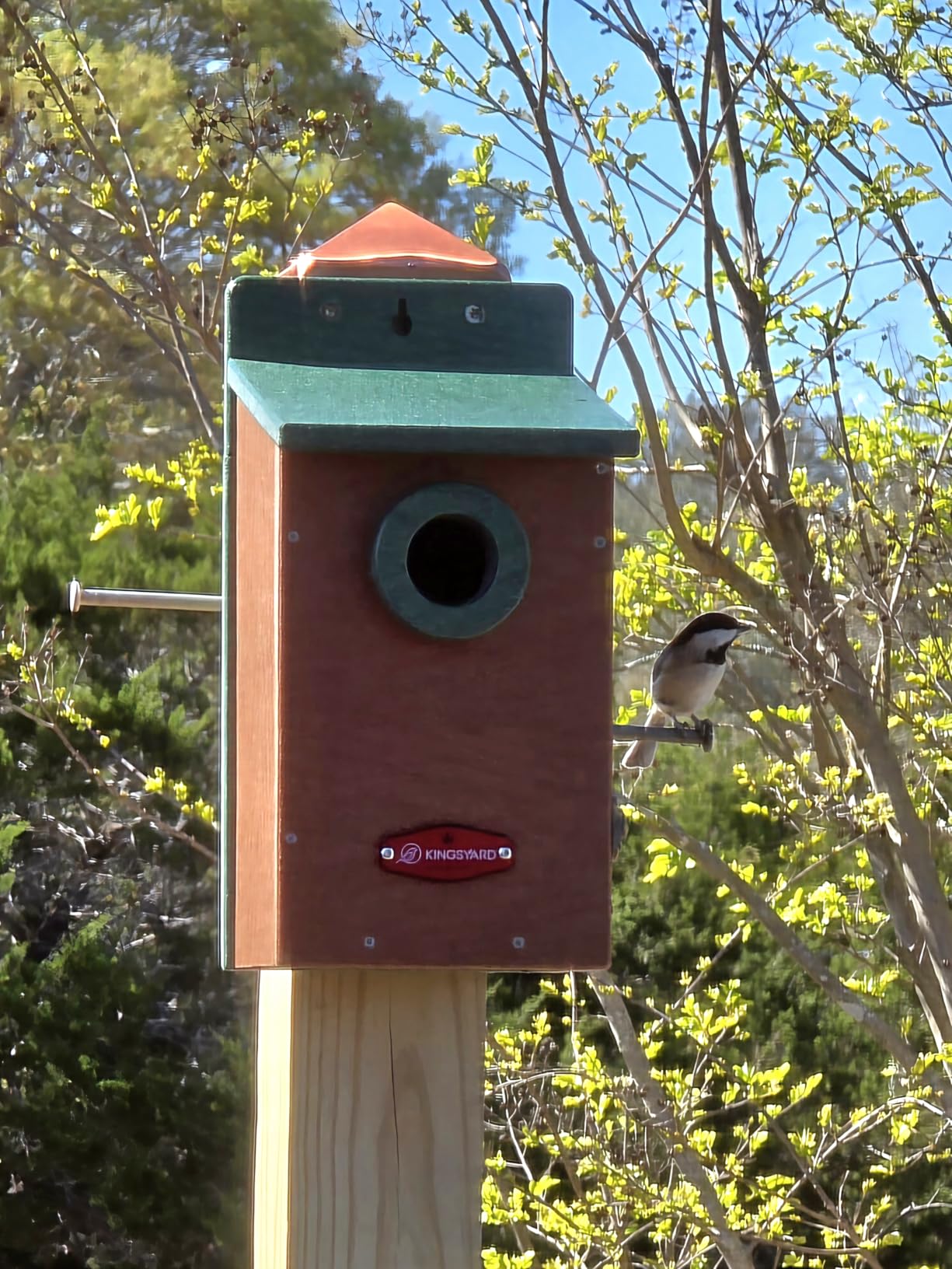Kingyard Bluebird House, Outdoor Bird House with Predator Guard customer photo 2