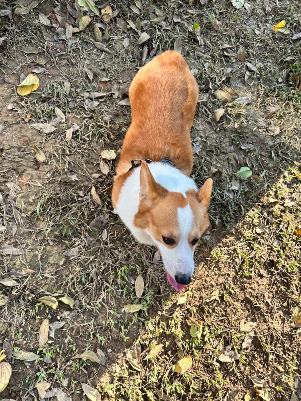 Aorkuler GPS Dog Tracker - No Phone, No Signal, No Subscription | Real-Time Direction & Distance Up to 3.5 Miles | Built for Hiking, Farms & Off-Grid Adventures (Tracker 2) customer photo 2