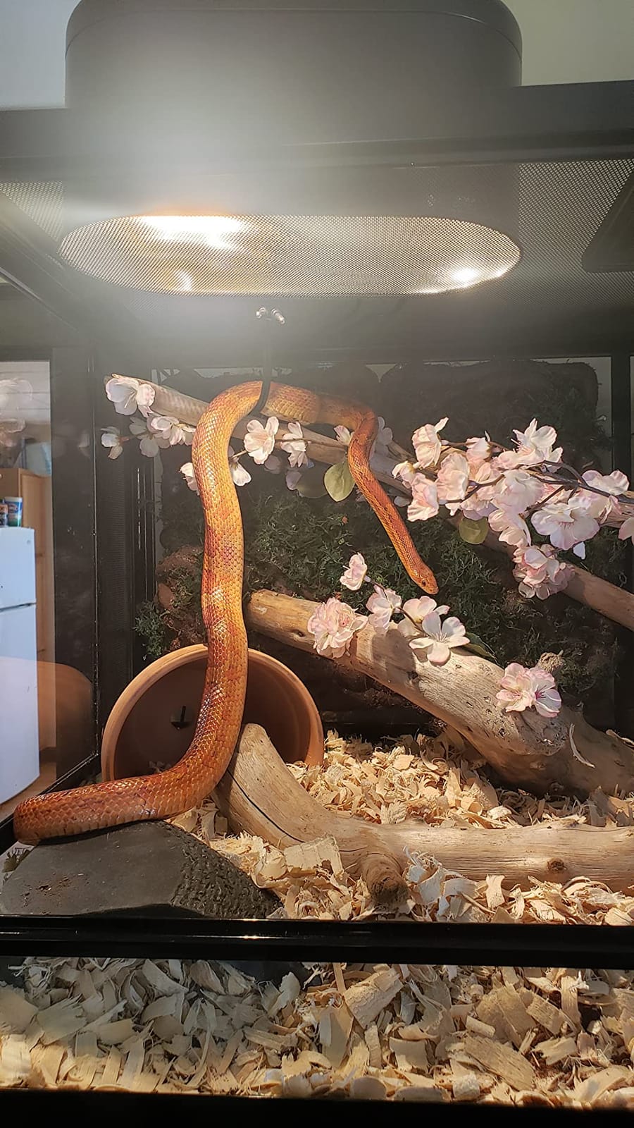 Zilla QuickBuild Reptile 65 Gallon Glass Terrarium, 48 x 18 x 18 inch | Front opening terrarium with sliding glass doors, locking top screen, feeding port, tempered glass, stackable design customer photo 2