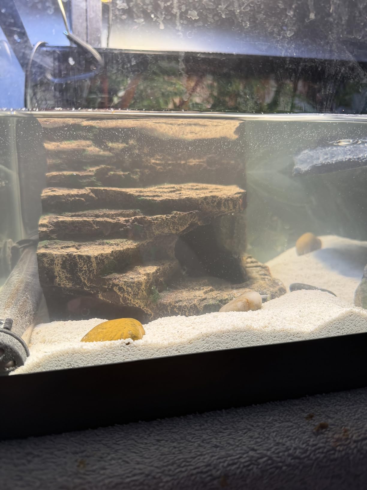 JIHAQUA Terrarium Decor Reptile Hide Reptile Hides and Caves, Medium customer photo 1