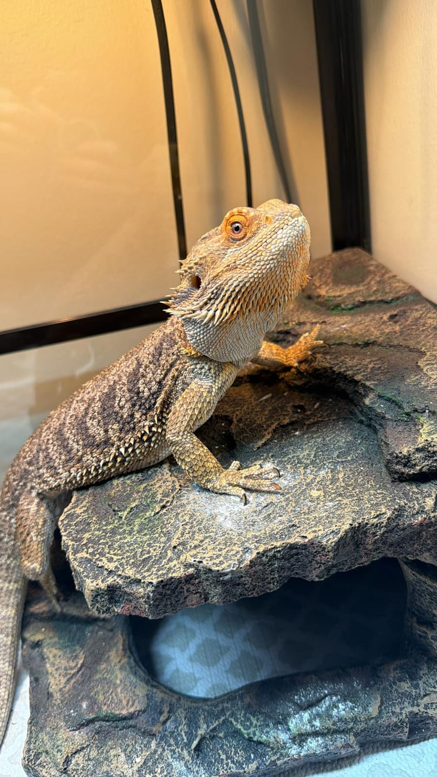 JIHAQUA Terrarium Decor Reptile Hide Reptile Hides and Caves, Medium customer photo 2