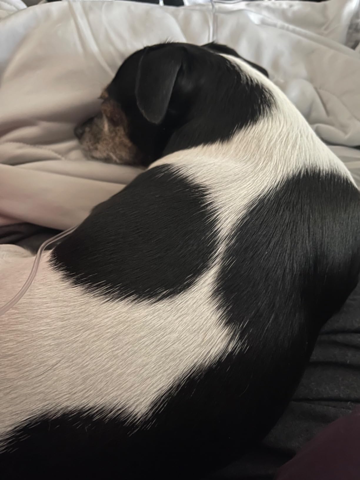 EASELAND Cooling Comforter Queen, Upgraded Double-Sided Q-MAX 0.45+ customer photo 2