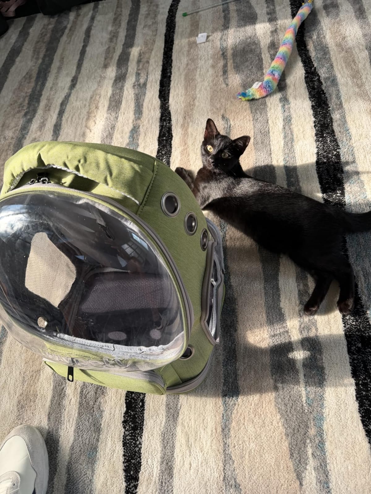Cawypety Cat Backpack Carrier, Breathable Cat Carrier Large Space Bubble Pet Backpack for Kitty Small Dog up to 15lbs, Transparent & Foldable Pet Carrier for Travel Hiking customer photo 2