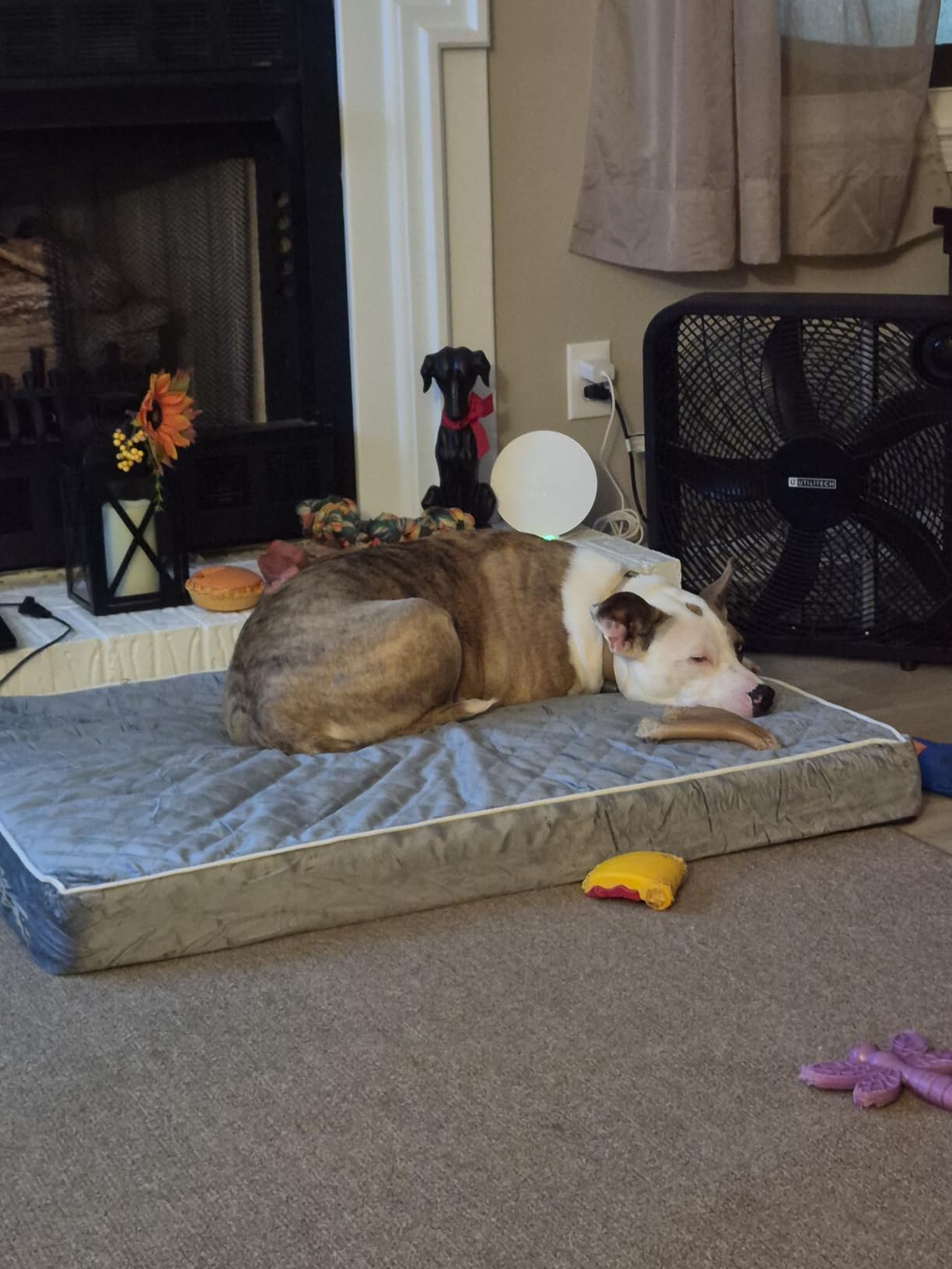 WNPETHOME Orthopedic Waterproof Extra Large Senior Dogs Bed for Comfy Sleep customer photo 1