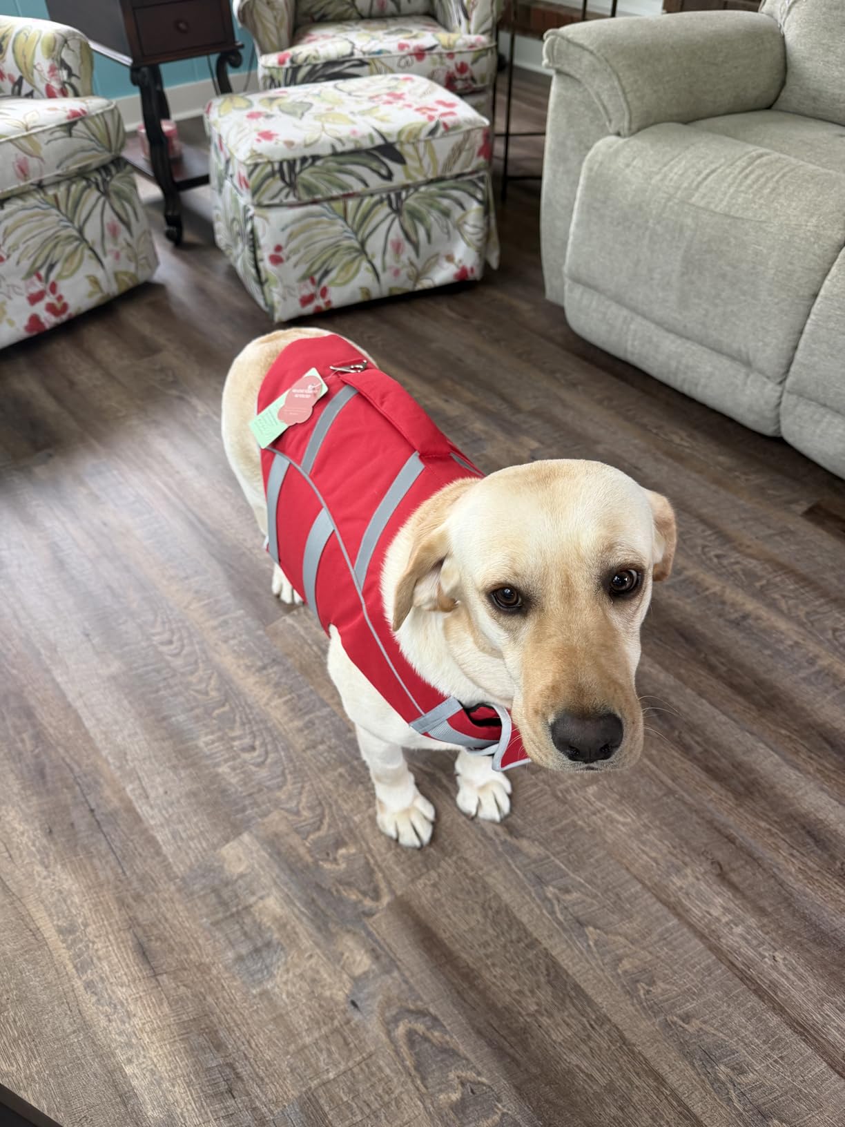 Kuoser Reflective Dog Life Jacket, Dog Life Vest for Swimming Boating customer photo 2