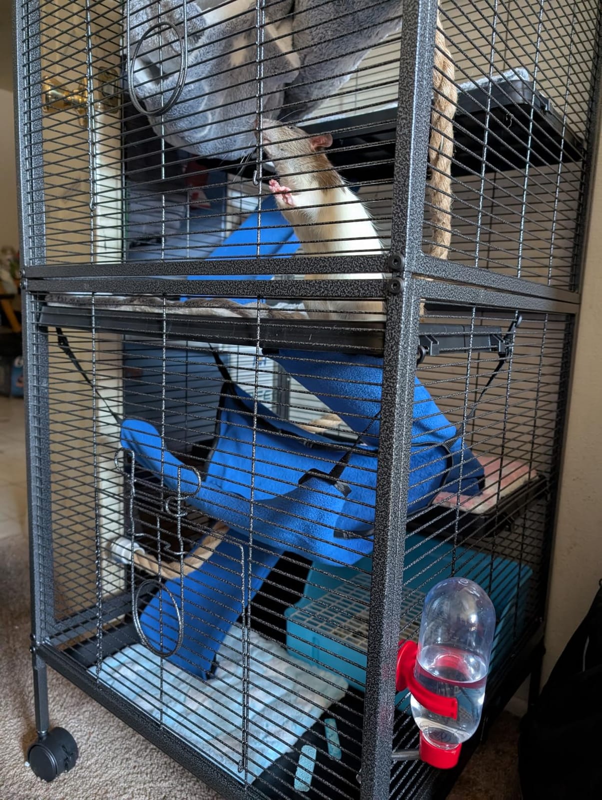 HABUTWAY 50''H Metal Small Animal Cages, Rolling Chinchilla Cage with Removable Ramps, Lagre Cage for Chinchillas/Guinea Pigs/Rabbit, Ferret Cages with Hammock & 5 Tiers, Black customer photo 2