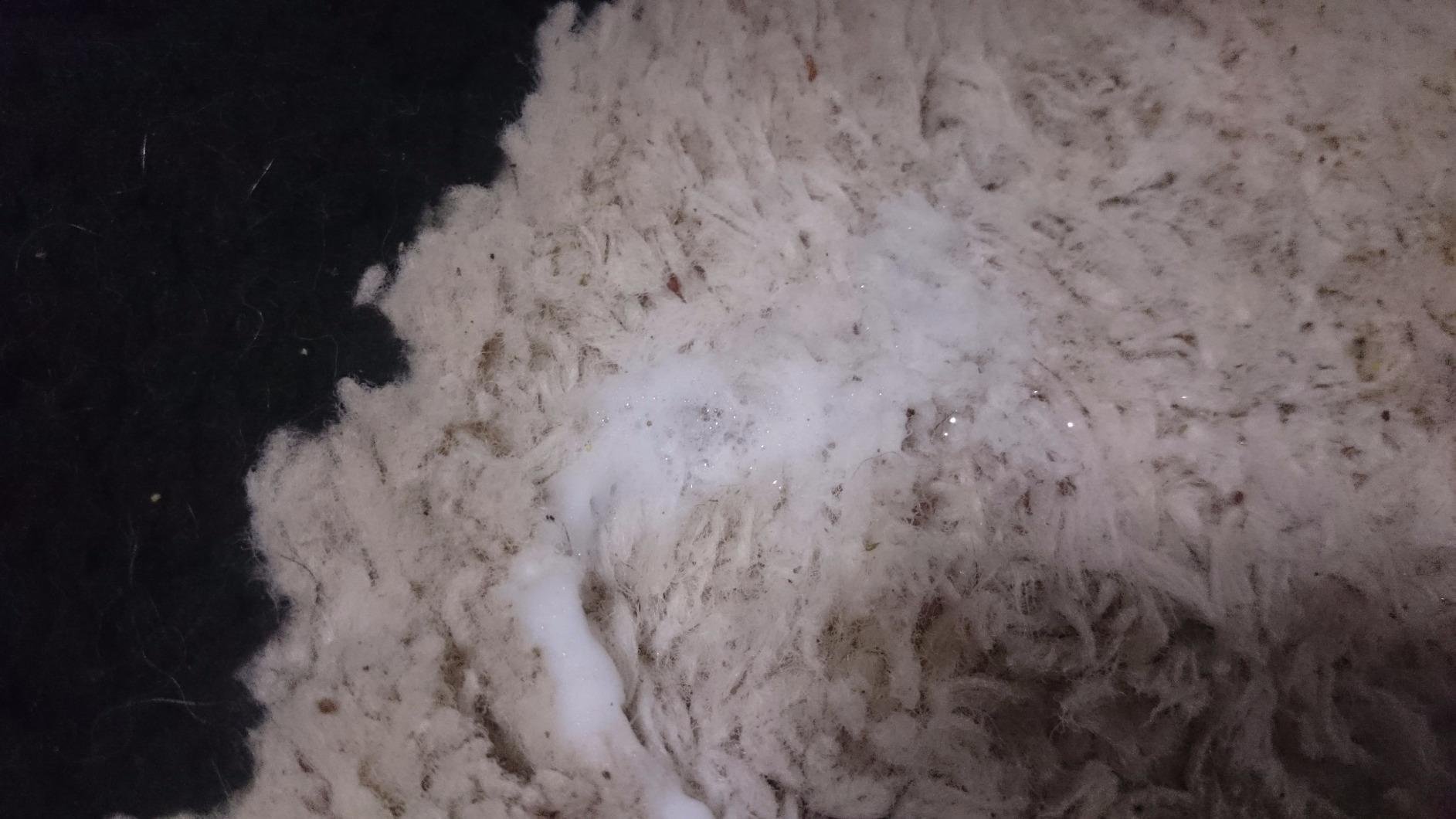 Resolve® Pet Expert Carpet Cleaner Spray, Pet Stain and Odor Remover, 6ct customer photo 1
