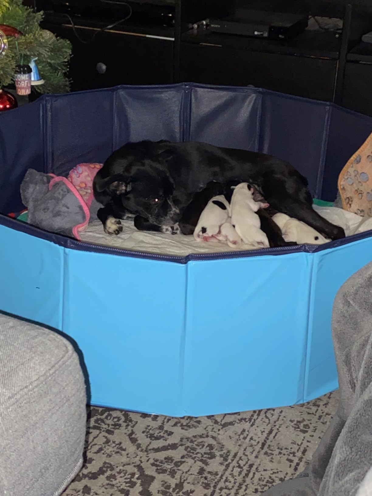Artilife Whelping Box for Dogs Welp Box Whelping Pool,Puppy Whelping Pen for Dogs Puppies,Great for Puppies,Easy to Clean (47inch Dia.x12inch H(120x30cm), Blue) customer photo 1