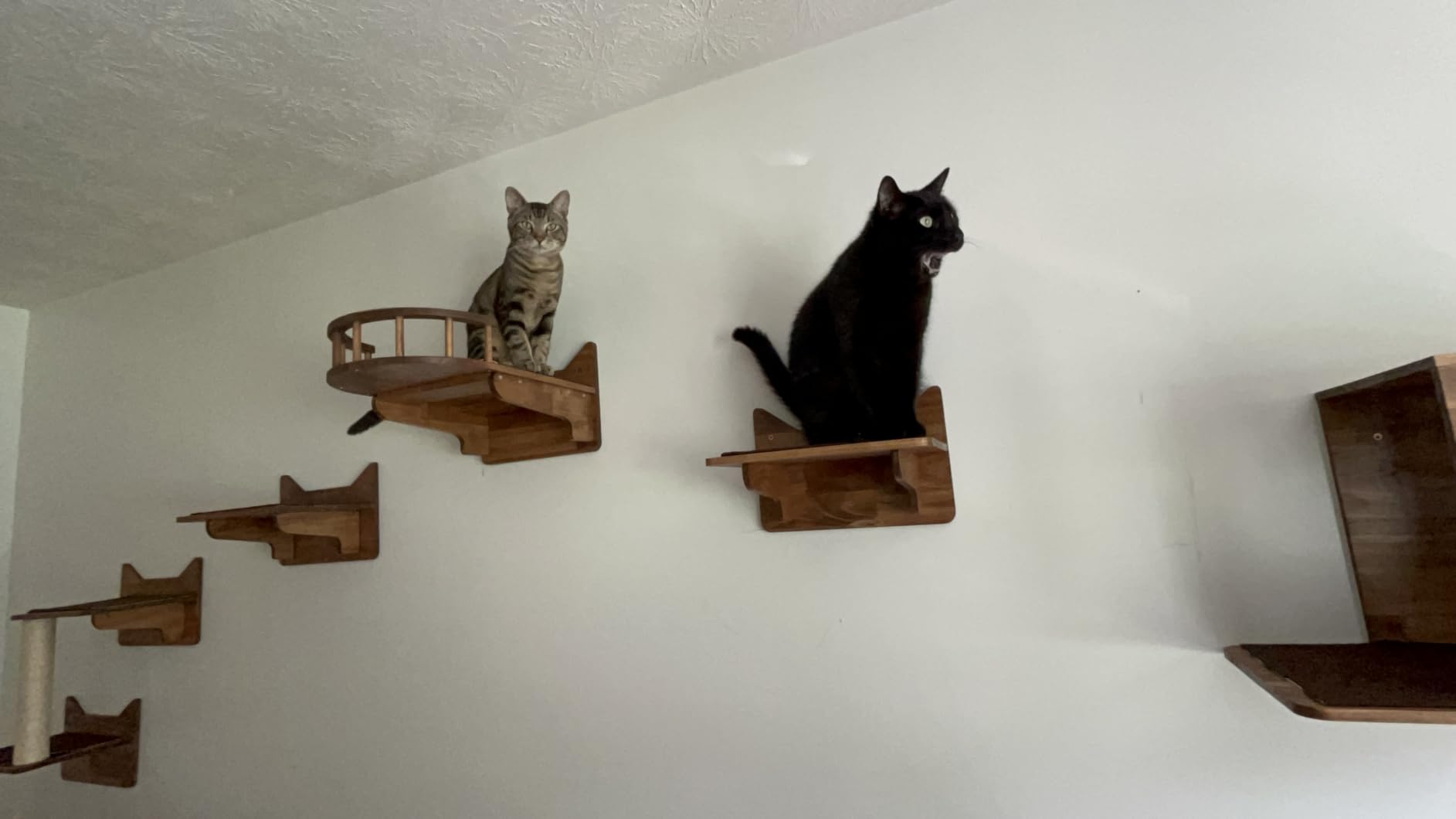 Cat Wall Shelves, 9-Piece Cat Wall Furniture for Large Cats | Solid pine wall mounted cat furniture with cat house, cat climbing shelves, ladder and sisal scratching posts for indoor cats customer photo 2