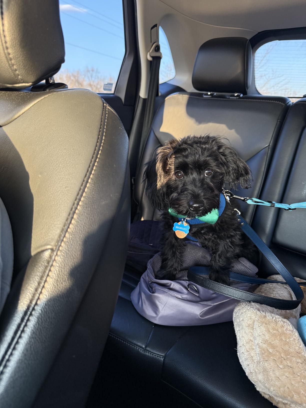 Removable Dog Seat Belt Harness for Car, 3 in 1 Pet Dog Car Seatbelt Leash, Retractable Restraint Secures to Vehicle Headrest & Adjustable Reflective Bungee Dog Seatbelt Tether, Blue and Black customer photo 2