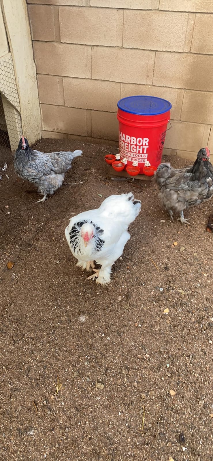 Darcvds Professional Chicken Waterer Cups, 8 Packs Large Chicken Water Feeder, Tee Fittings Poultry Waterer Suitable for Duck, Chicks, Goose, Turkey, Bunny and Bird with Mounting Hole Opener customer photo 2