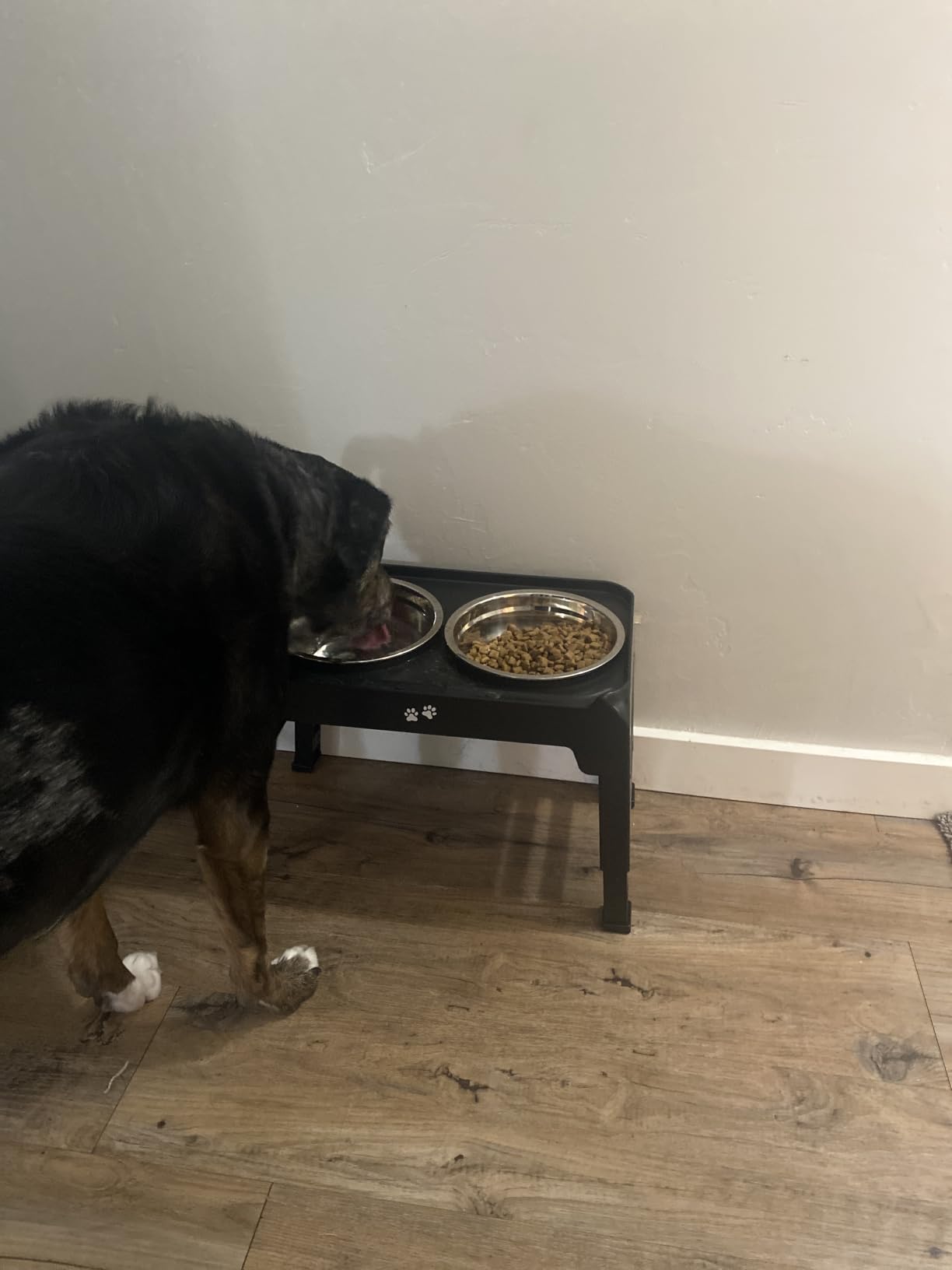 COMESOON Elevated Dog Bowls, 4 Height Adjustable Raised Bowl Stand with 2 Thick 50oz Stainless Steel Food Bowls Non-Slip Feeder Adjusts to 3.7'', 9.2'', 10.75'', 12.36'' Black, (DB-W01) customer photo 1