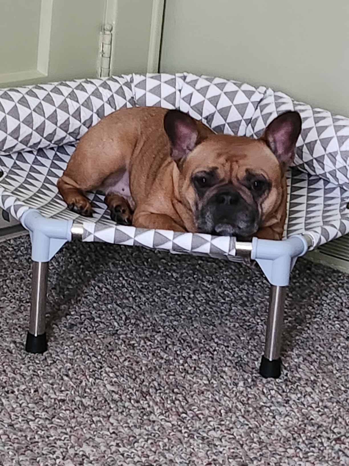 Kuntrust Elevated Outdoor Dog Bed, Medium Size, Cotton Material, Non-Slip Feet, Fits up to 70lbs customer photo 2