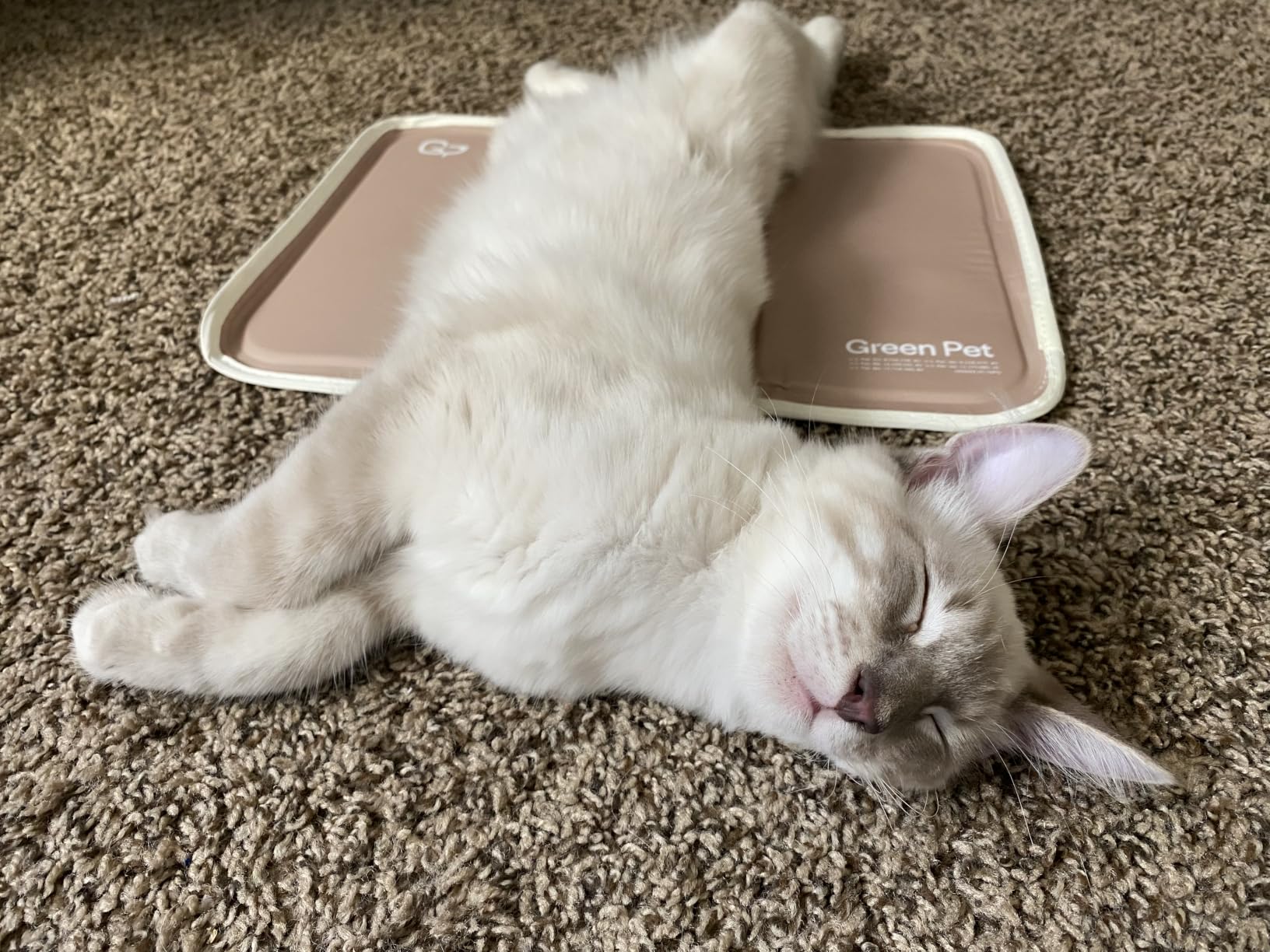 The Green Pet Shop Cool Pet Pad - Extra Large, Sage Grey - Self-Cooling, Pressure Activated Mat for Dogs & Cats from 80+ lbs - Non-Toxic Gel, No Water Needed customer photo 1