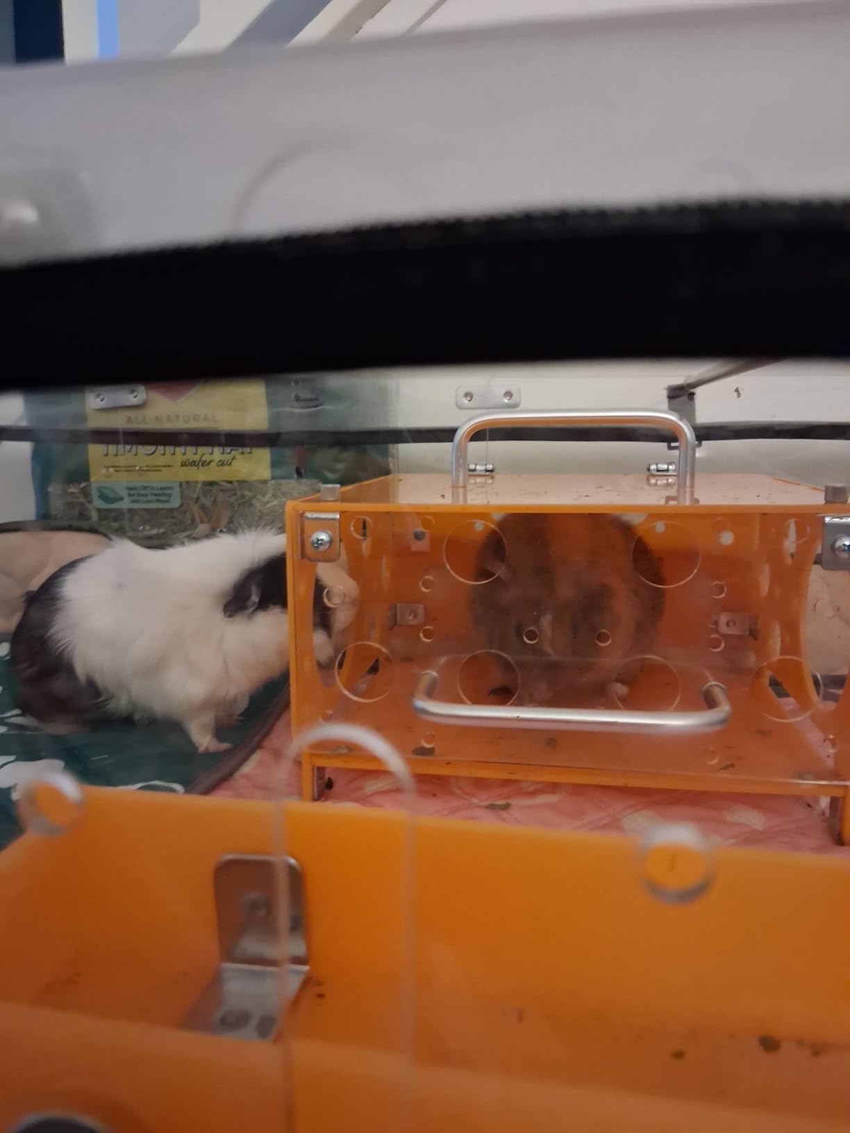 GuineaLoft Model-A Acrylic Guinea Pig Cage - Large 4x2ft Expandable C&C | Also Works for Small Roaming Animals Like Rabbits, Button Quails, and Hedgehogs customer photo 1