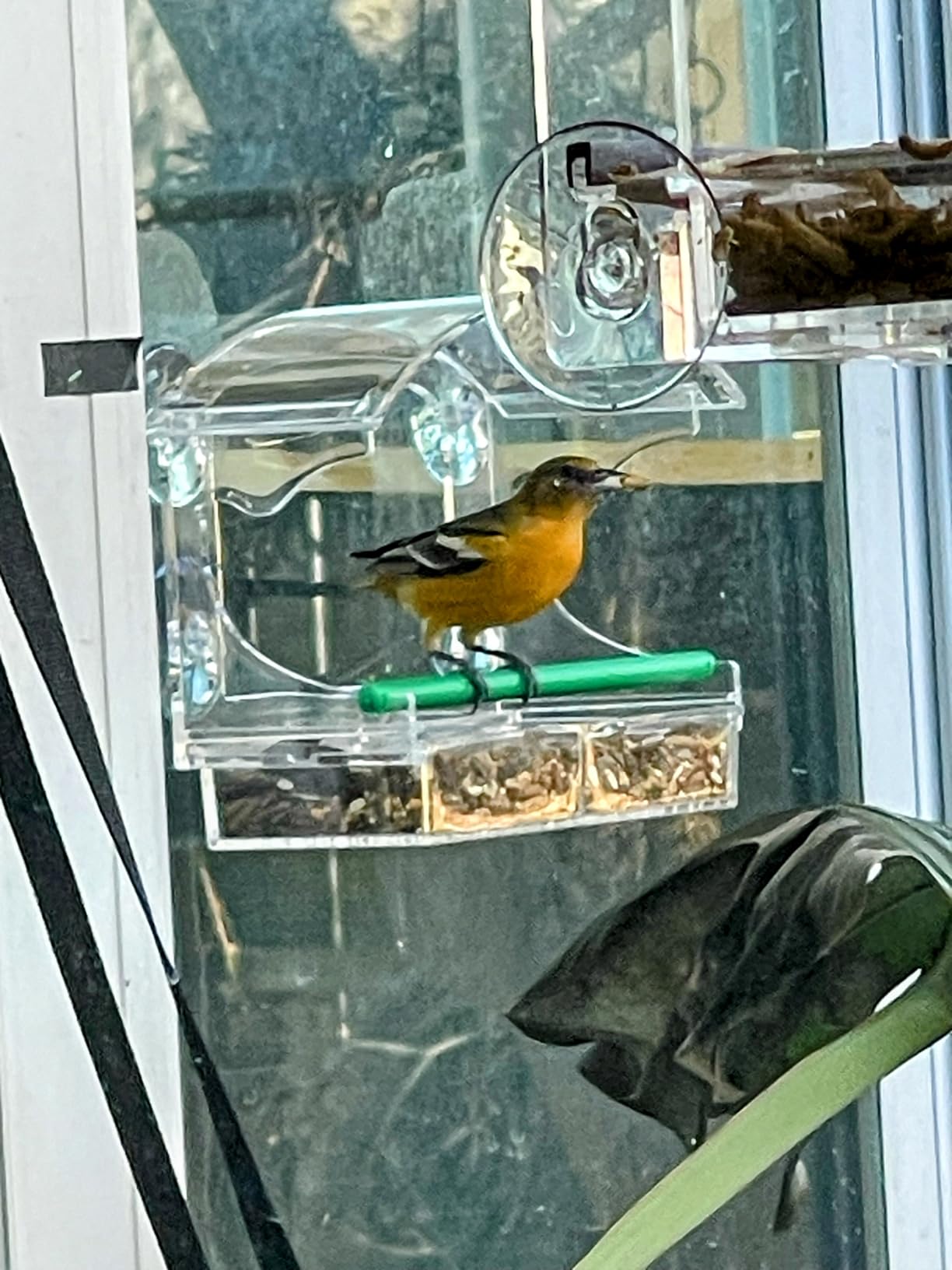 Clear Acrylic Window Bird Feeder for Outside with 4 Strong Suction Cups and Detachable Seed Tray, Highly Transparent Outdoor Viewing Birdfeeder, Wild Bird House Box customer photo 1