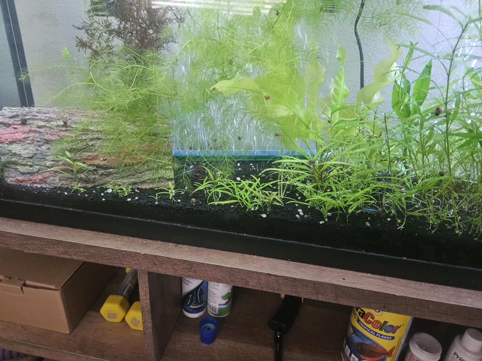 AQQA Aquarium Air Pump, 3W Powerful Dual Outlet Adjustable Oxygen Aerator customer photo 1
