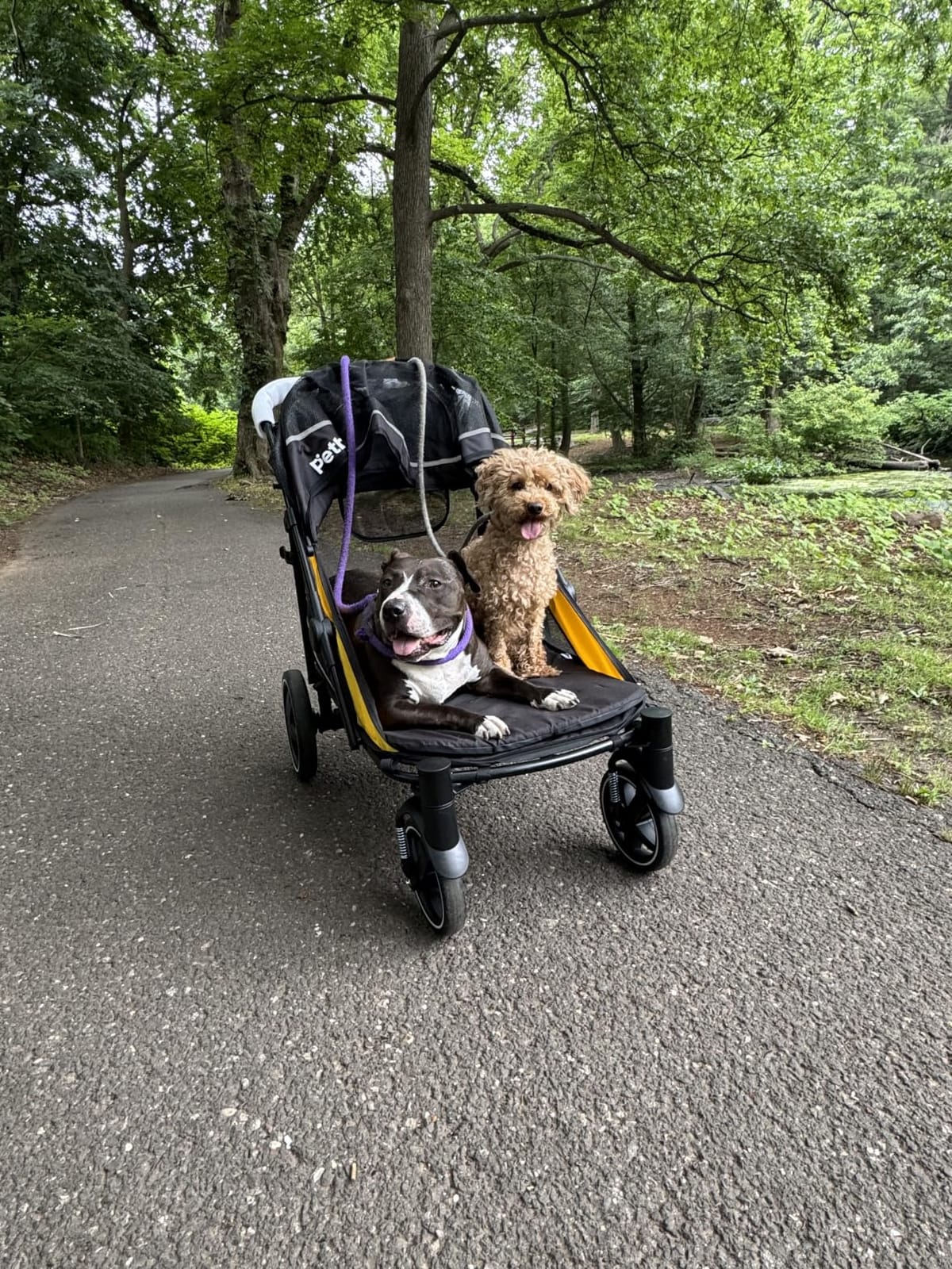 Petbobi Dog Stroller for Large Medium Dogs up to 80 lbs, Dual Entry | One-Hand Fold, One-Foot Brake, All Terrain 360 Swivel Front Wheel, Heavy Duty Air Mesh Wagon, Low Step-In for Senior Pets customer photo 1