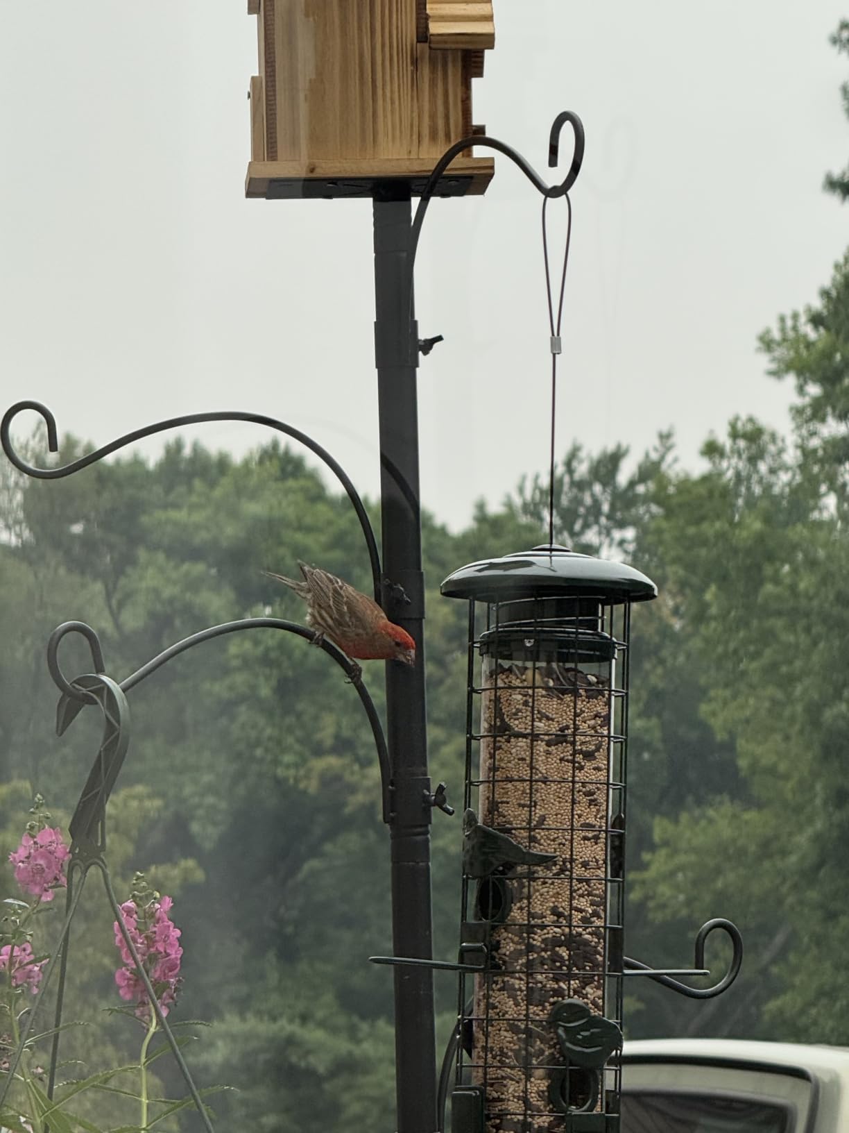 Squirrel Proof Bird Feeder,Metal Mesh Bird Feeders for Outdoors Hanging,Gravity Protection Squirrel Proof Wild Bird Feeders with Finch Cardinal Chickadee,3LB Large Capacity,Green customer photo 1