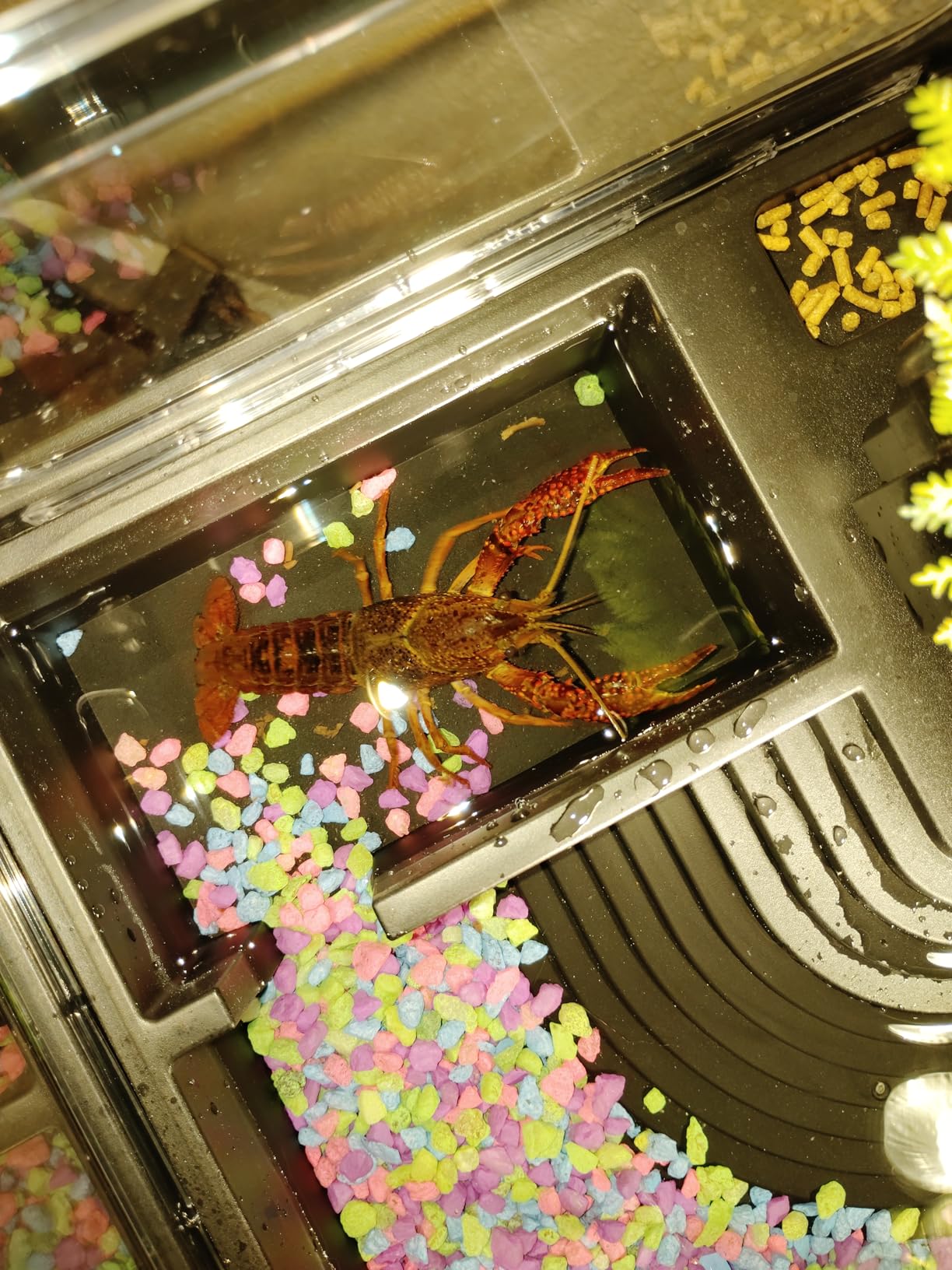 MoonOrange Small Turtle Tank Kit, Acrylic Turtle Tank Starter Kit with Basking Platform, Bottom Drainage, Multi-Function Areas for Turtles, Crabs, Crayfish, Small Reptiles (Black Kit) customer photo 1