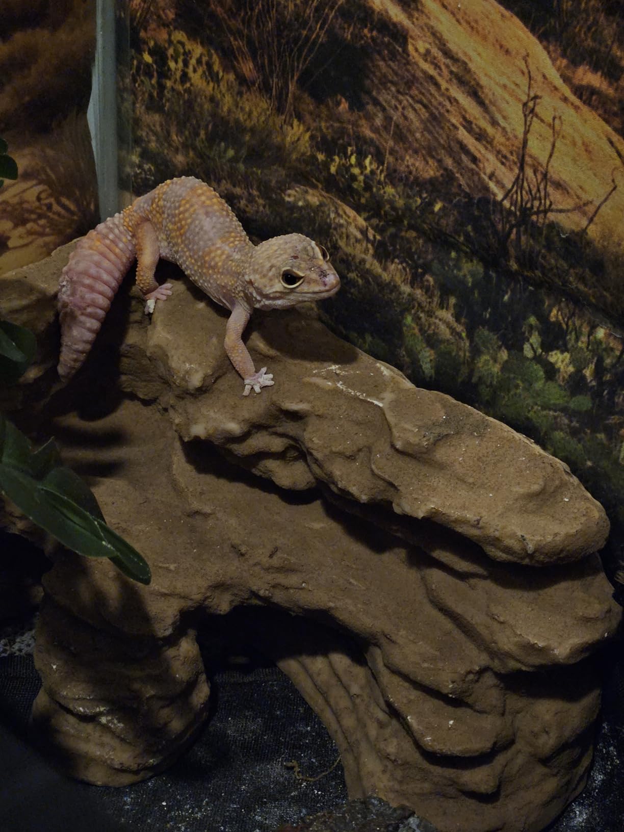 Gecko Hide Shale Scape Step Ledge, Reptile Cave Hideout Tank Accessories Decorations, Great for Reptiles, Amphibians, Leopard Gecko, Lizard, Frogs, Turtle (Small-7.3 * 4.4 * 3) customer photo 1