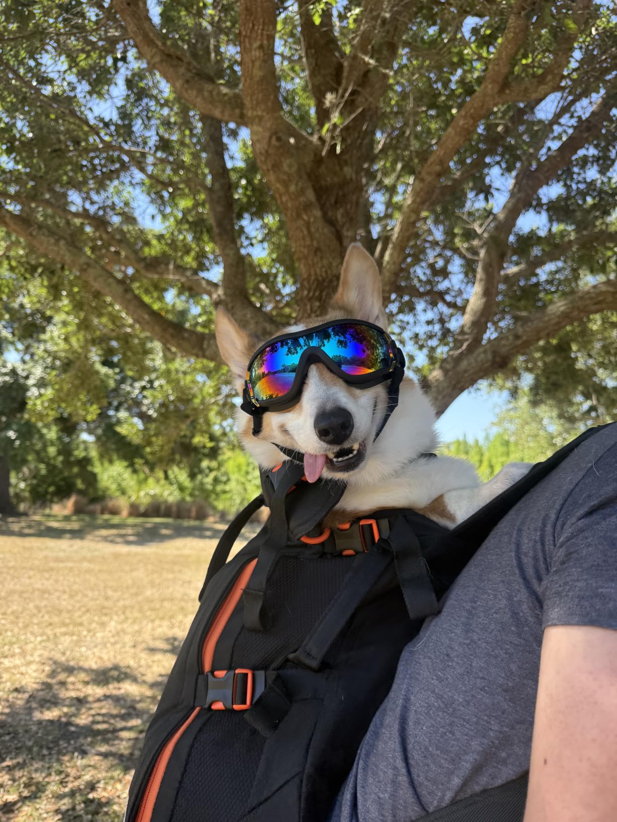 Little Chonk Maxine One Dog Backpack Carrier for Medium Dogs (Black) | Adjustable & Ergonomic Pet Carrier, Built to be Safer, Hands Free Travel & Hiking, Front Facing customer photo 2