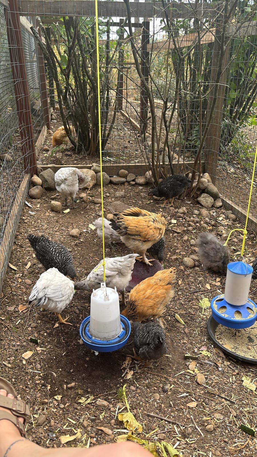 0.4Gal Top Fill Chick Feeder and 0.4Gal Chick Waterer 3 Height Scoop Blue customer photo 1