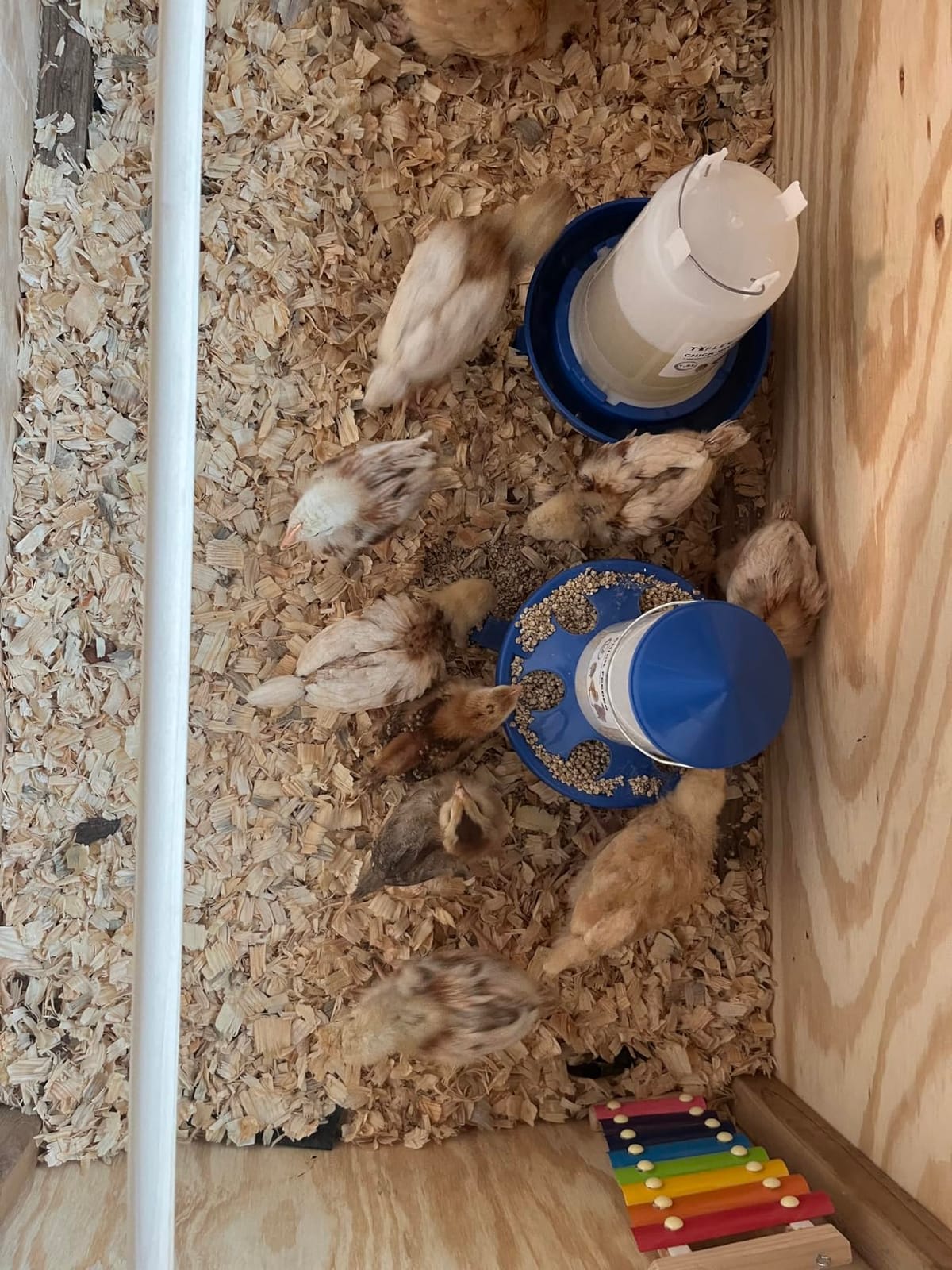 0.4Gal Top Fill Chick Feeder and 0.4Gal Chick Waterer 3 Height Scoop Blue customer photo 2
