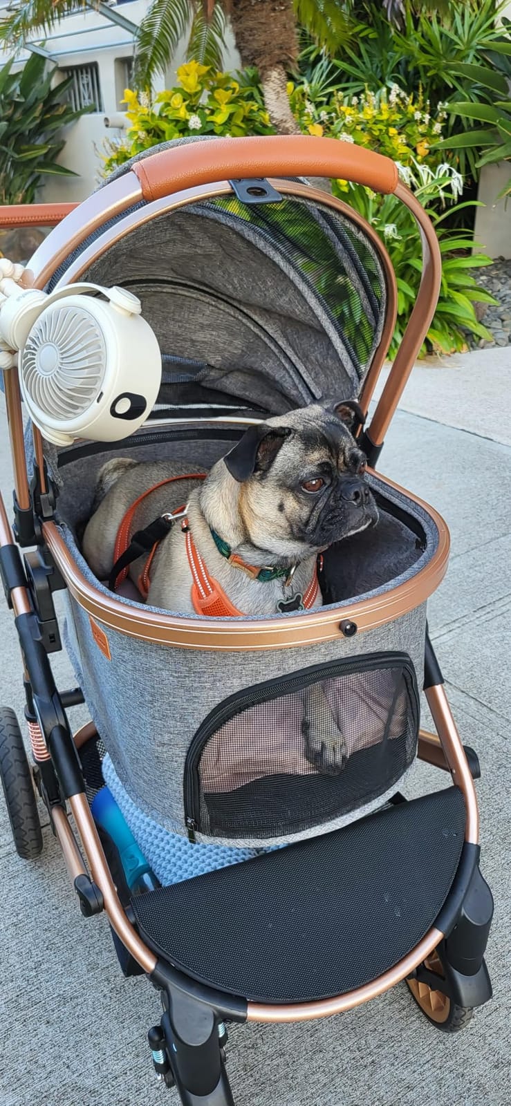 Bicystar Dog Stroller with Detachable Carrier, Rubber Wheels, 50 lbs, Grey | 3-in-1 stroller and car seat, real solid rubber wheels, fits 2 small or 1 medium pet, foldable frame customer photo 2