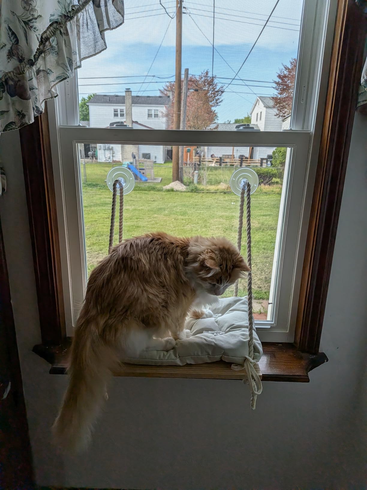 Cat Window Perch with Industrial-Grade Suction Cups - Solid Pine Wood Hammock Bed, Soft Cushion - 42 lb Capacity for Cats Inside customer photo 2