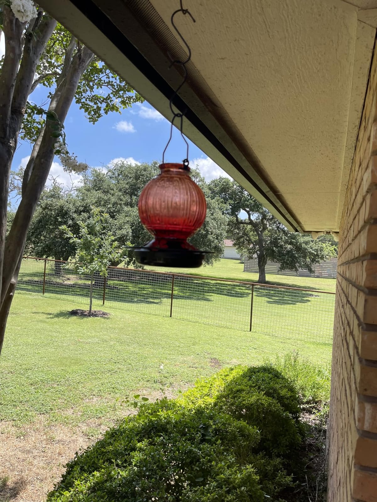 Glass Hummingbird Feeder for Outdoors Hanging, 26 fl oz Bird Nectar Feeder | 5 Metal Flower Feeding Ports, 360° Perch Ring, Easy Refill & Clean, Leakproof, Ideal for Backyard, Garden Outdoor Decor, Red customer photo 2