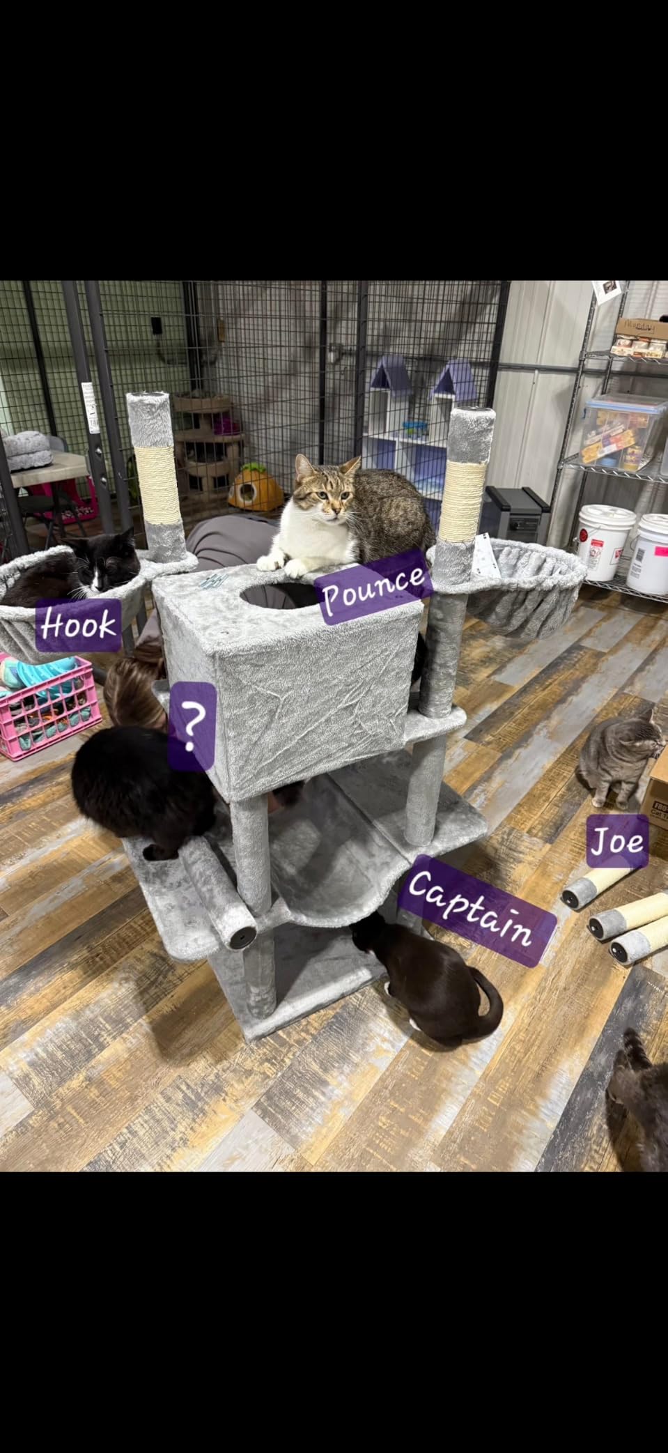 Globlazer Big XXL Cat Tower for Indoor Multiple Cats, F80, Dark Grey | 80 inch Cat Tower for Adult Cats Cat Tree with Scratching Post, Hammock, 3 Perches, 2 Condos, 2 Hanging Basket customer photo 2