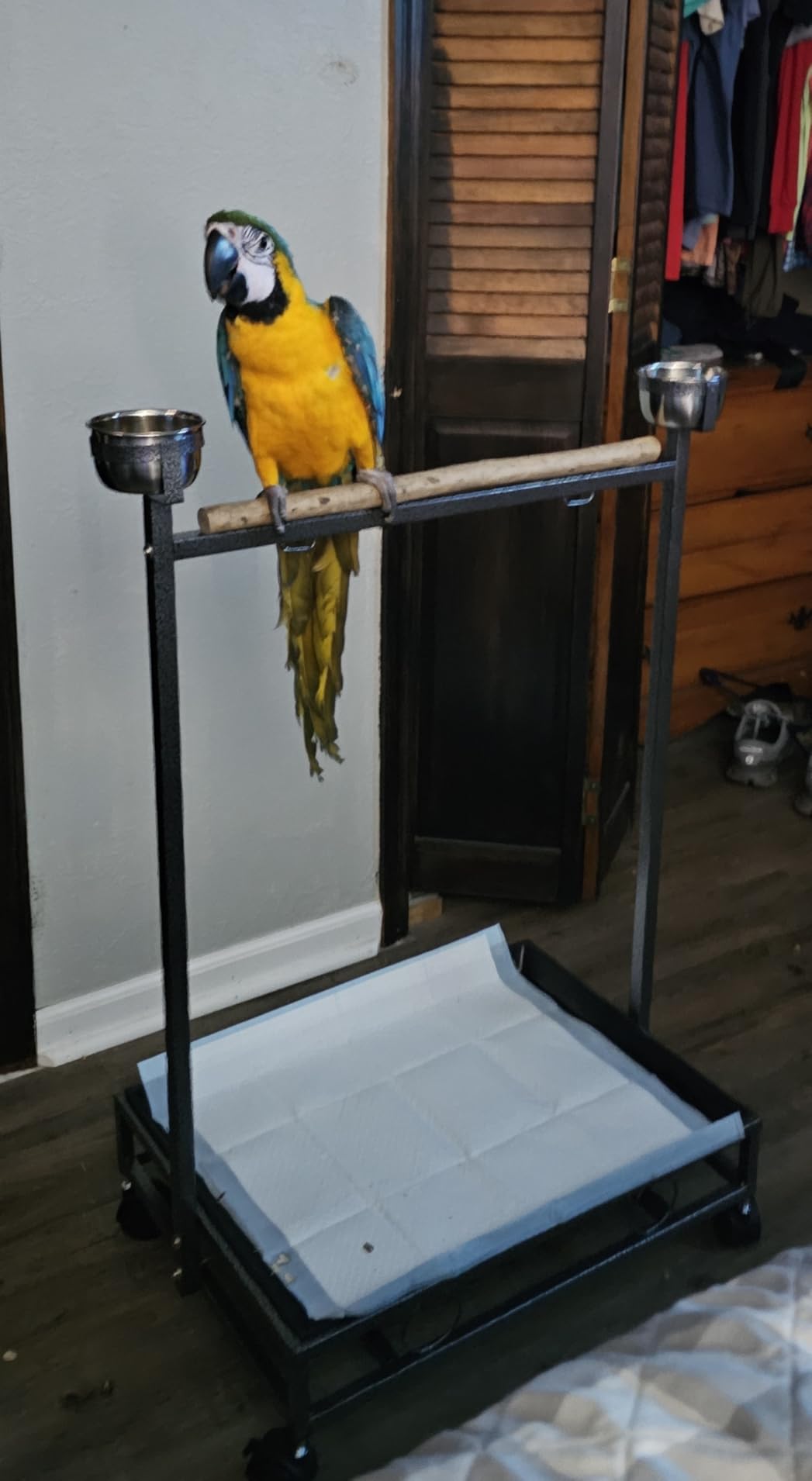 65.5 Inch X-Large Parrot Natural Perch Stand Bird Play Ground Training with Strong Climbing Play Ladder Stainless Feeding Bowls Toy Hook Removable Washable Tray Lockable Rolling Wheels customer photo 1