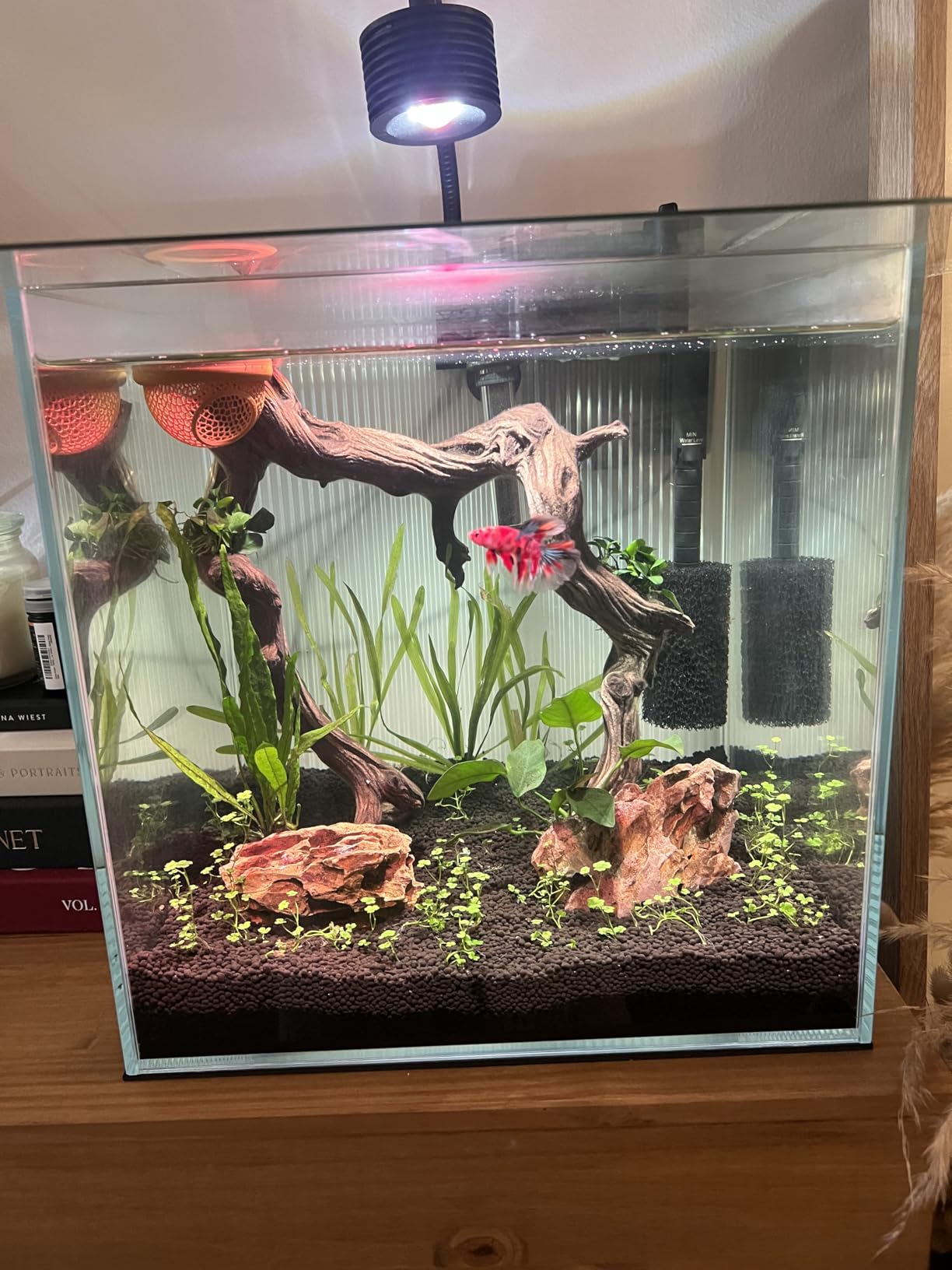 LYPHARD AQUARIUMS 2.5 Gallon Rimless Aquarium Tank, Ultra Clear Low Iron Nano Fish Tank for Betta Shrimp, L11.8xW5.5xH9.8 Glass Thickness 5mm with EVA Foam Leveling Mat customer photo 2