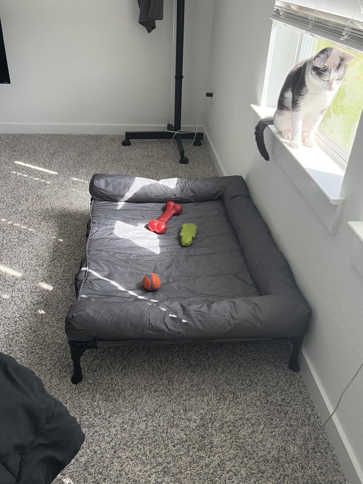 Veehoo Outdoor Elevated Dog Bed with Waterproof Bolster Cushion, Cooling customer photo 2