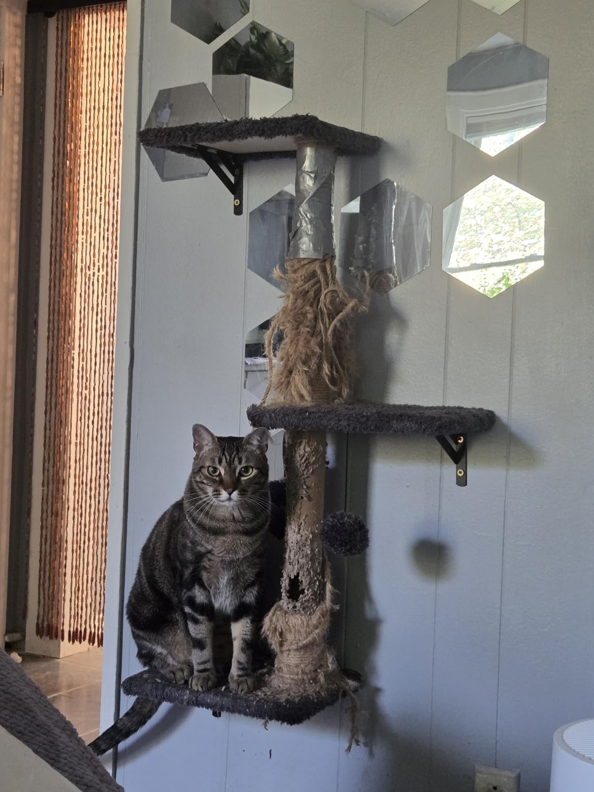 FUKUMARU Cat Wall Shelves, 4 in 1 Set, Grey | Stable & Safe Cat Walls Furniture, Wooden Kitten Climbing Wall with Scratching Post for 16 Inch Drywall customer photo 2