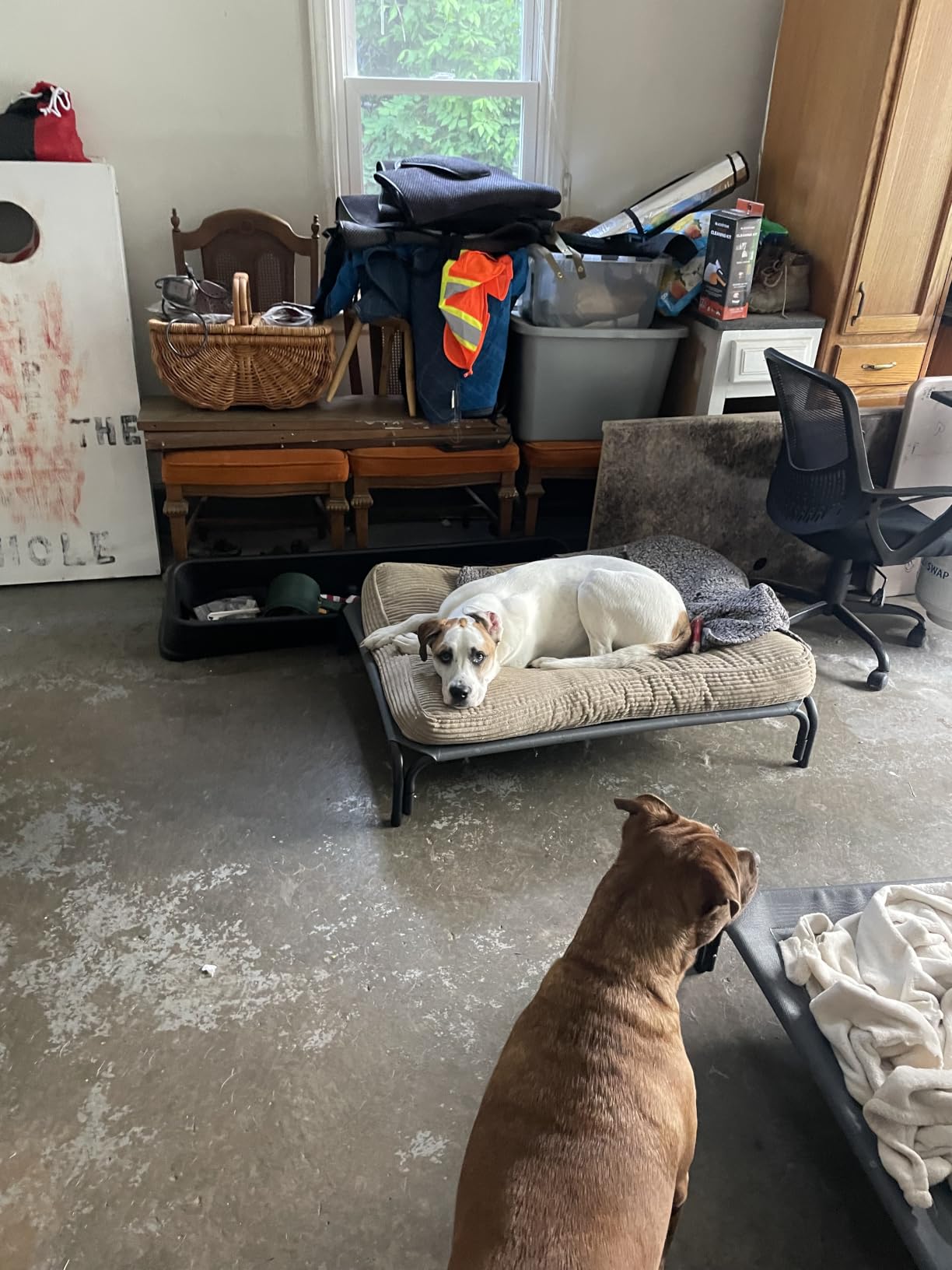 Czpalo Outdoor Elevated Dog Bed for Large Sized Dogs, No-Tool Assembly. customer photo 1