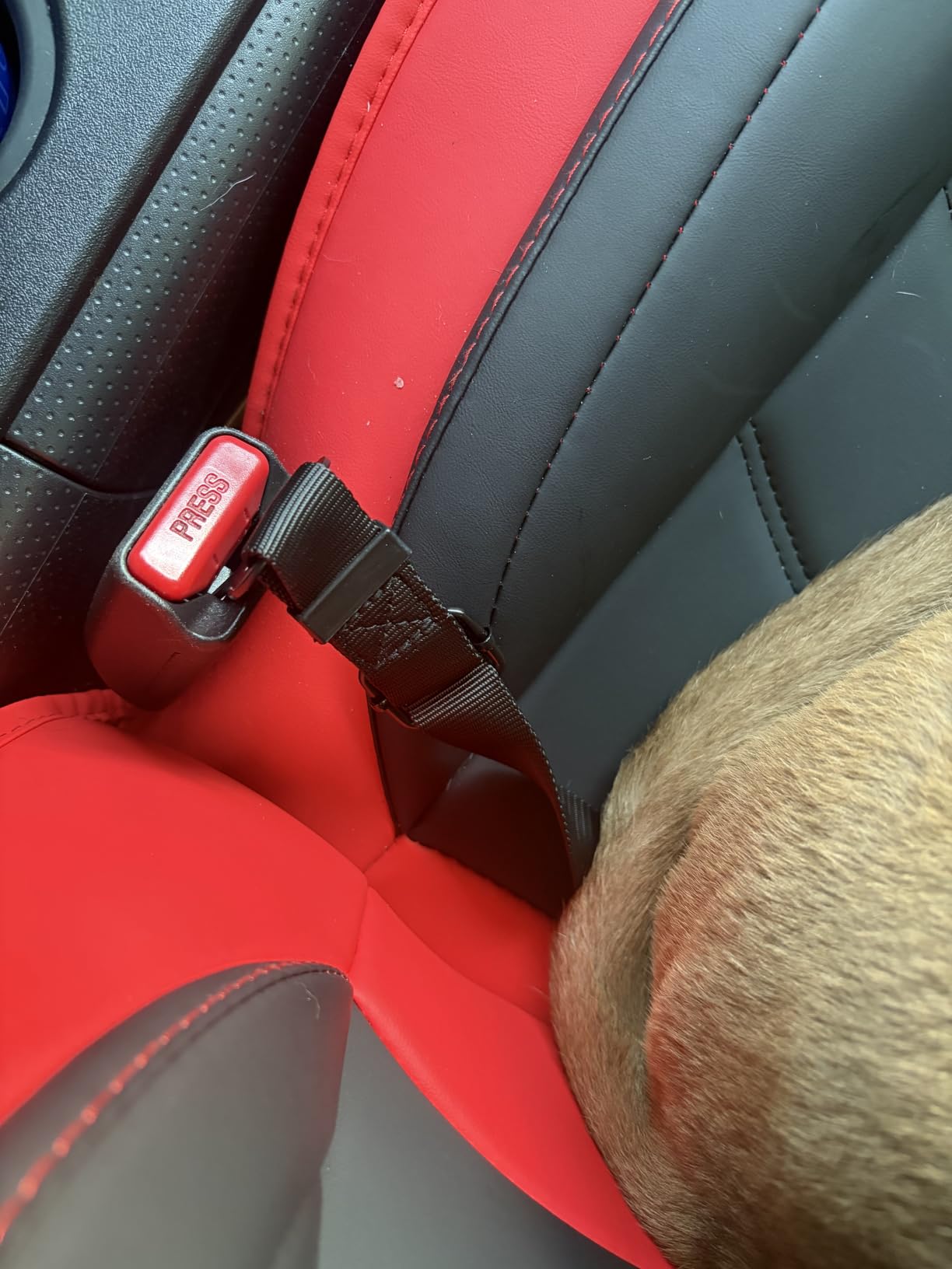 COOYOO Dog Seat Belt, Durability Retractable Dog Car Harness Adjustable Dog Seat Belt for Vehicle Nylon Pet Safety Seat Belts Heavy Duty & Elastic (1 Pack Black) customer photo 1