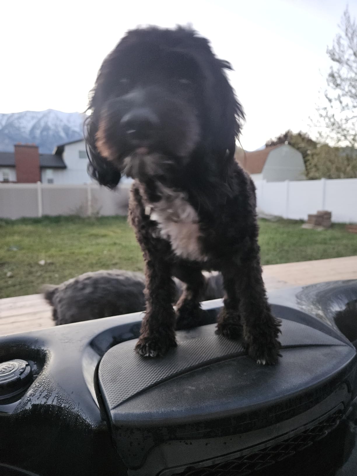 Professional Dog Clippers for Grooming Thick Curly Matted Coats customer photo 1