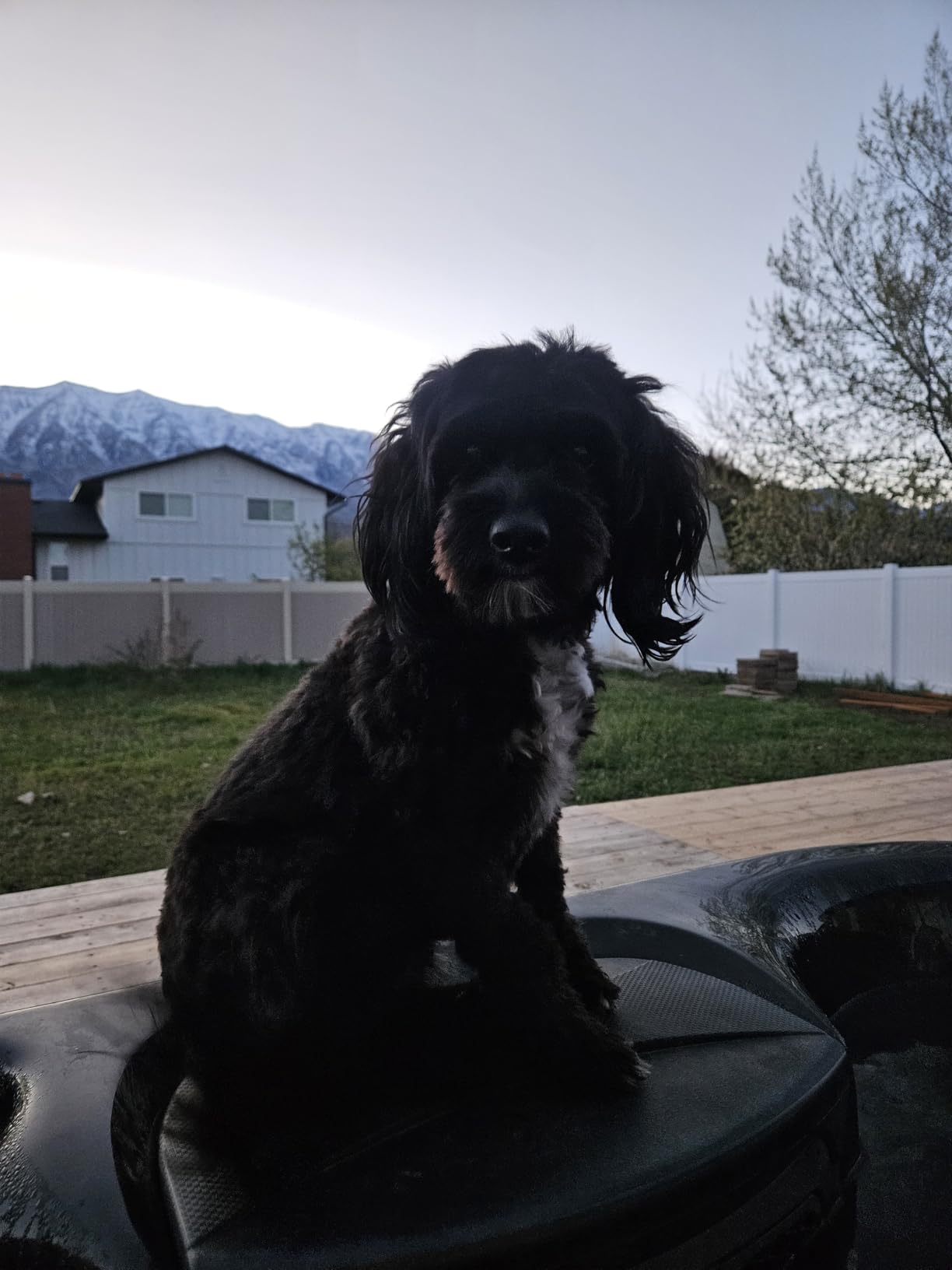 Professional Dog Clippers for Grooming Thick Curly Matted Coats customer photo 2