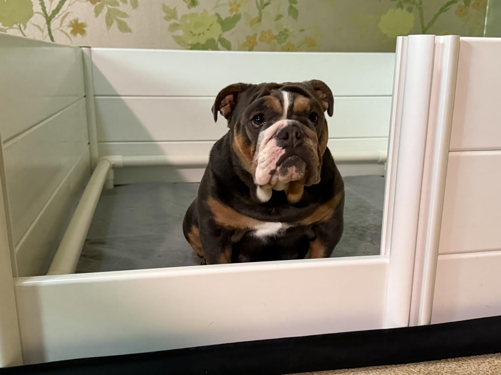 Whelping Box for Dogs & Puppies - Premium 48