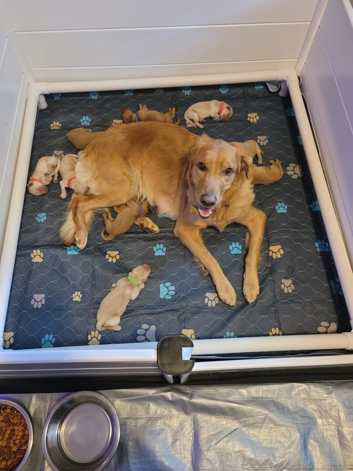 Whelping Box for Dogs & Puppies - Premium 48